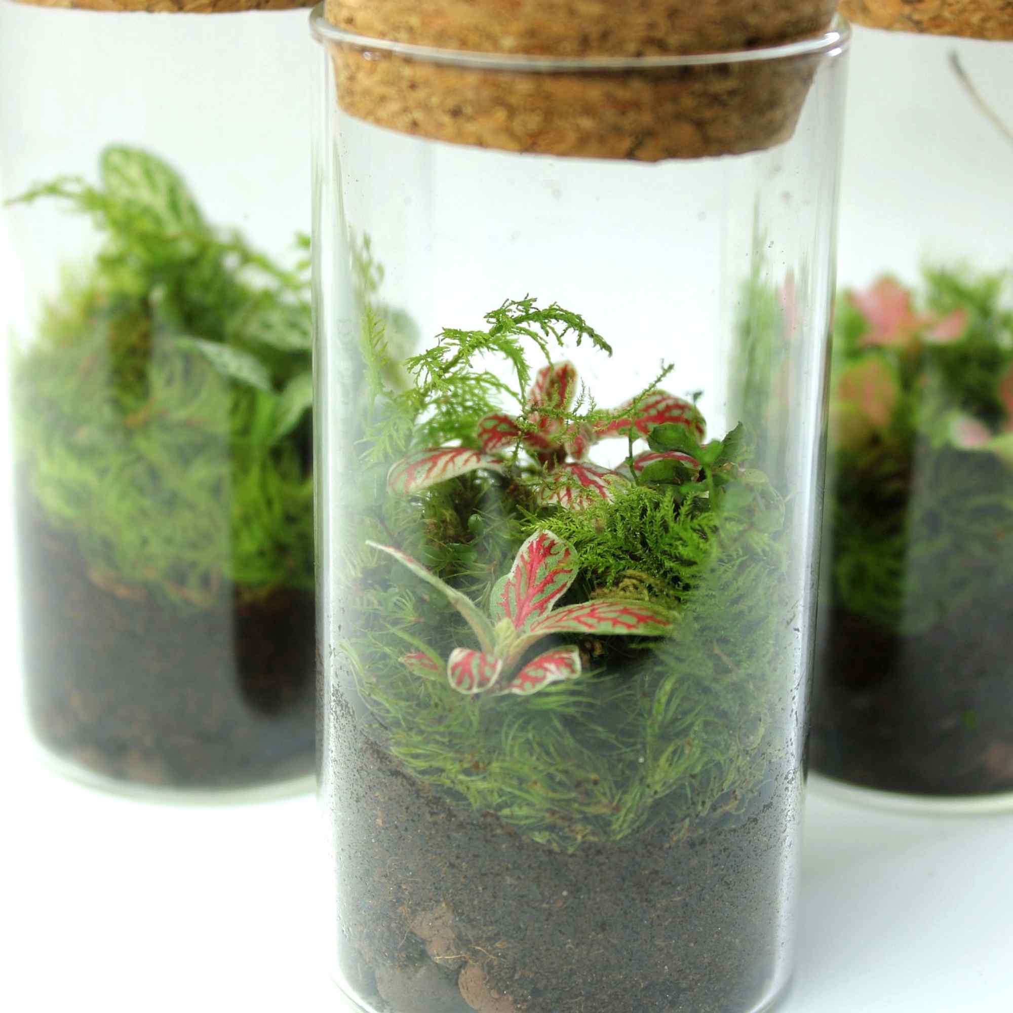 3 x Mini Fittonia Terrarium Bundle - Image 2