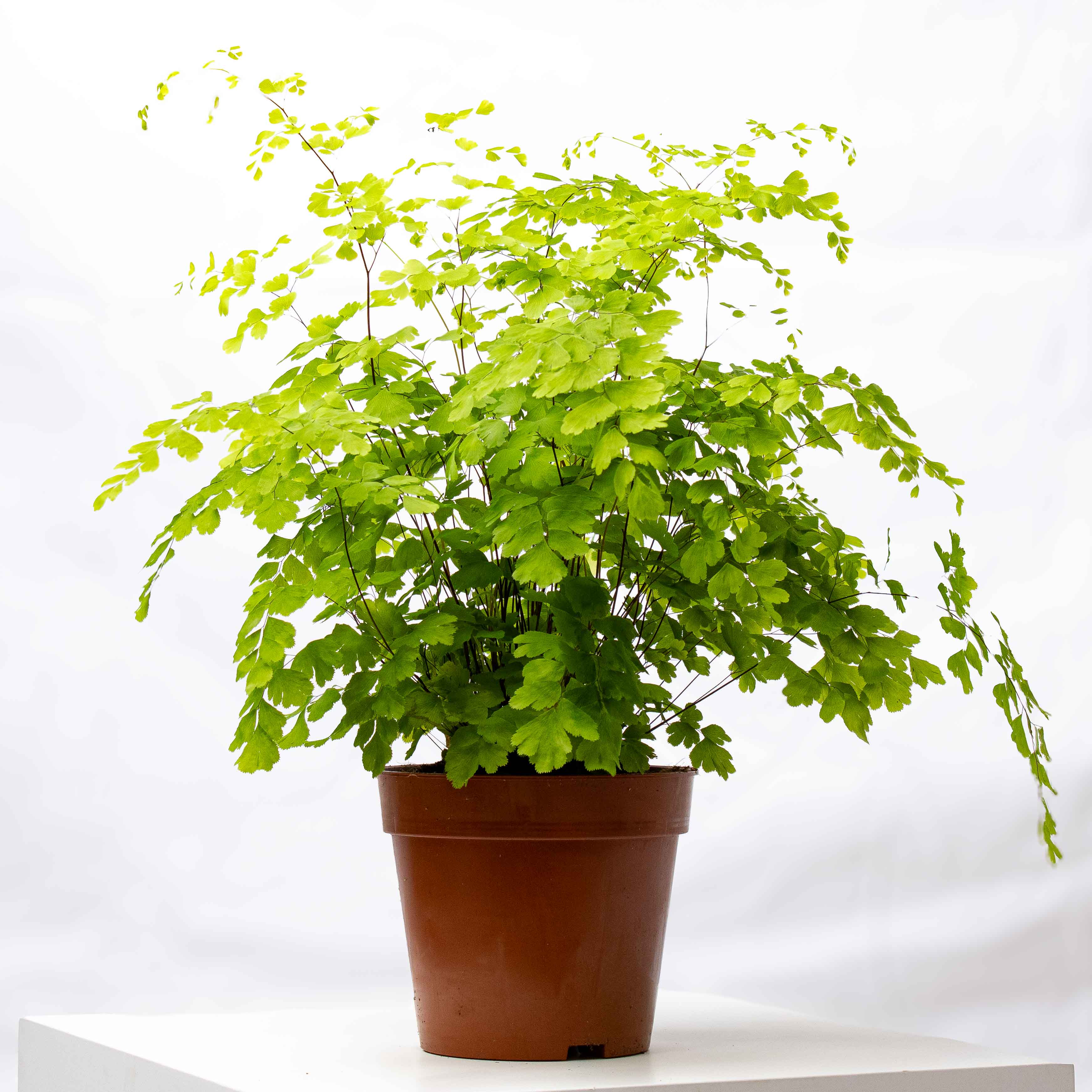 Adiantum Fragrans (Maidenhair Fern) 14cm Plant