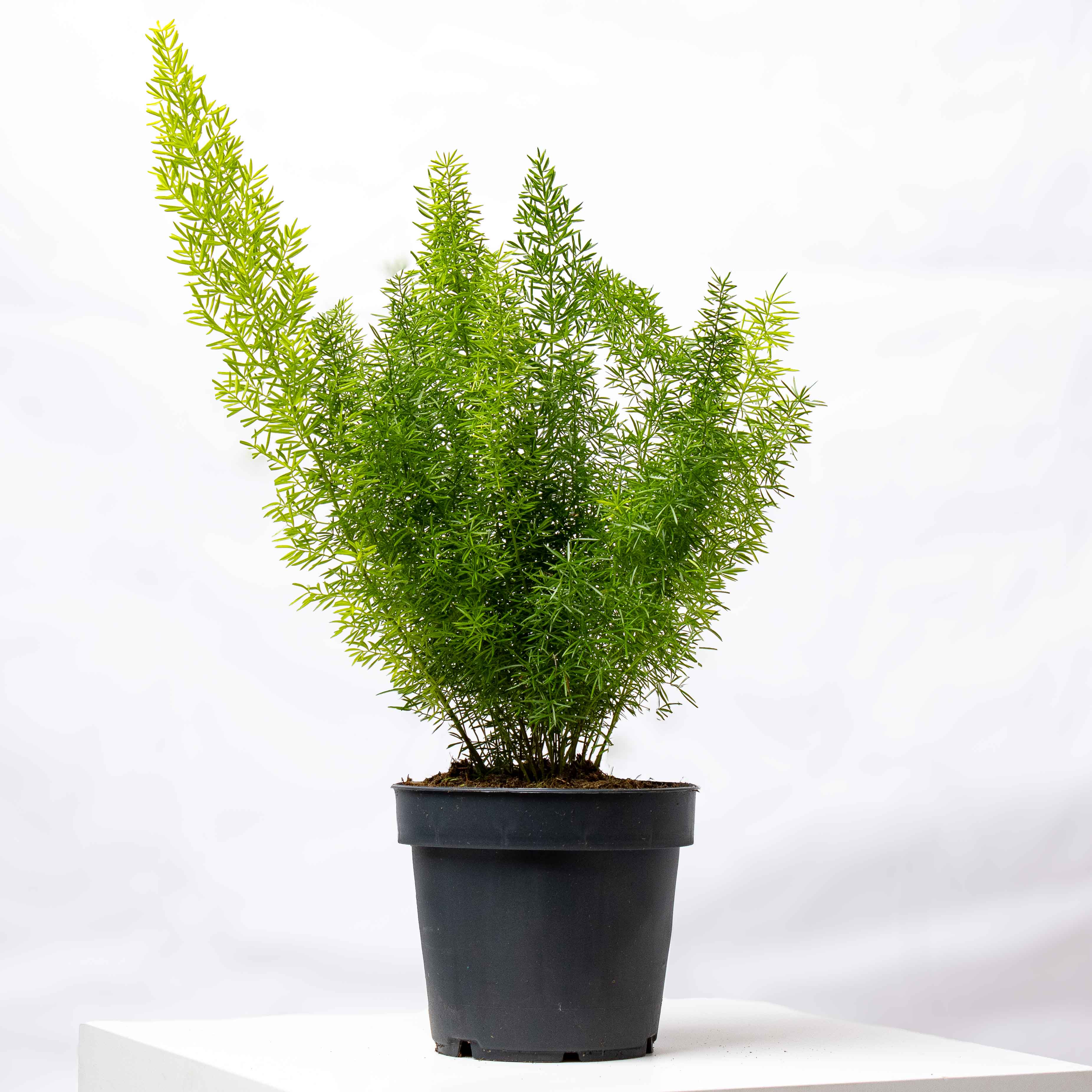 Asparagus myriocladus (Ming/Foxtail Fern) 12cm