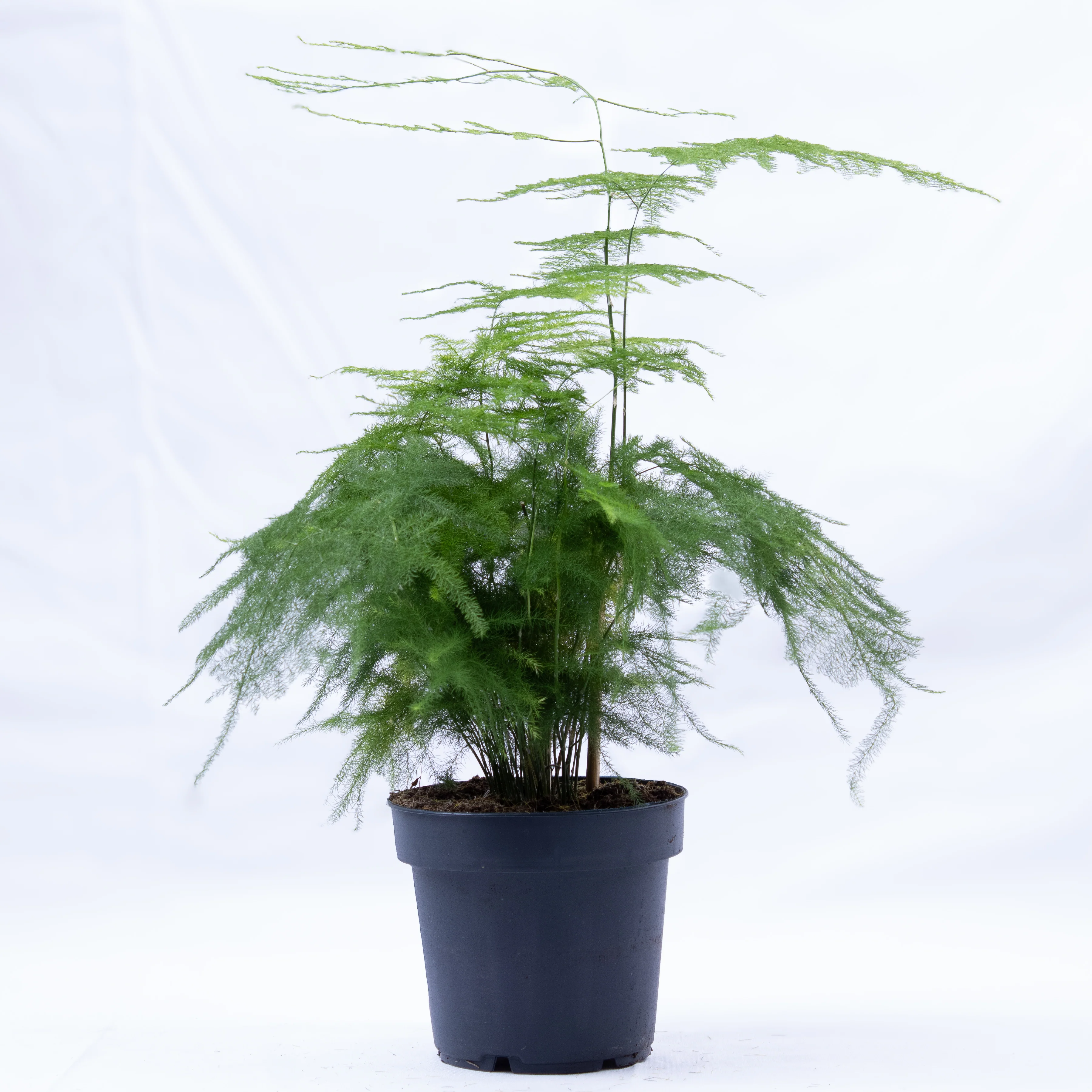 Asparagus setaceus (Asparagus Fern) 12cm