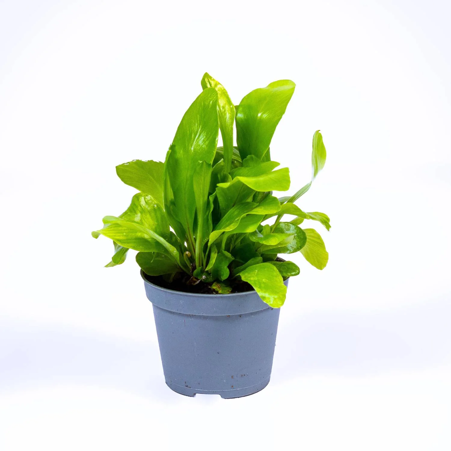 Asplenium nidus (Birds nest fern) 6cm