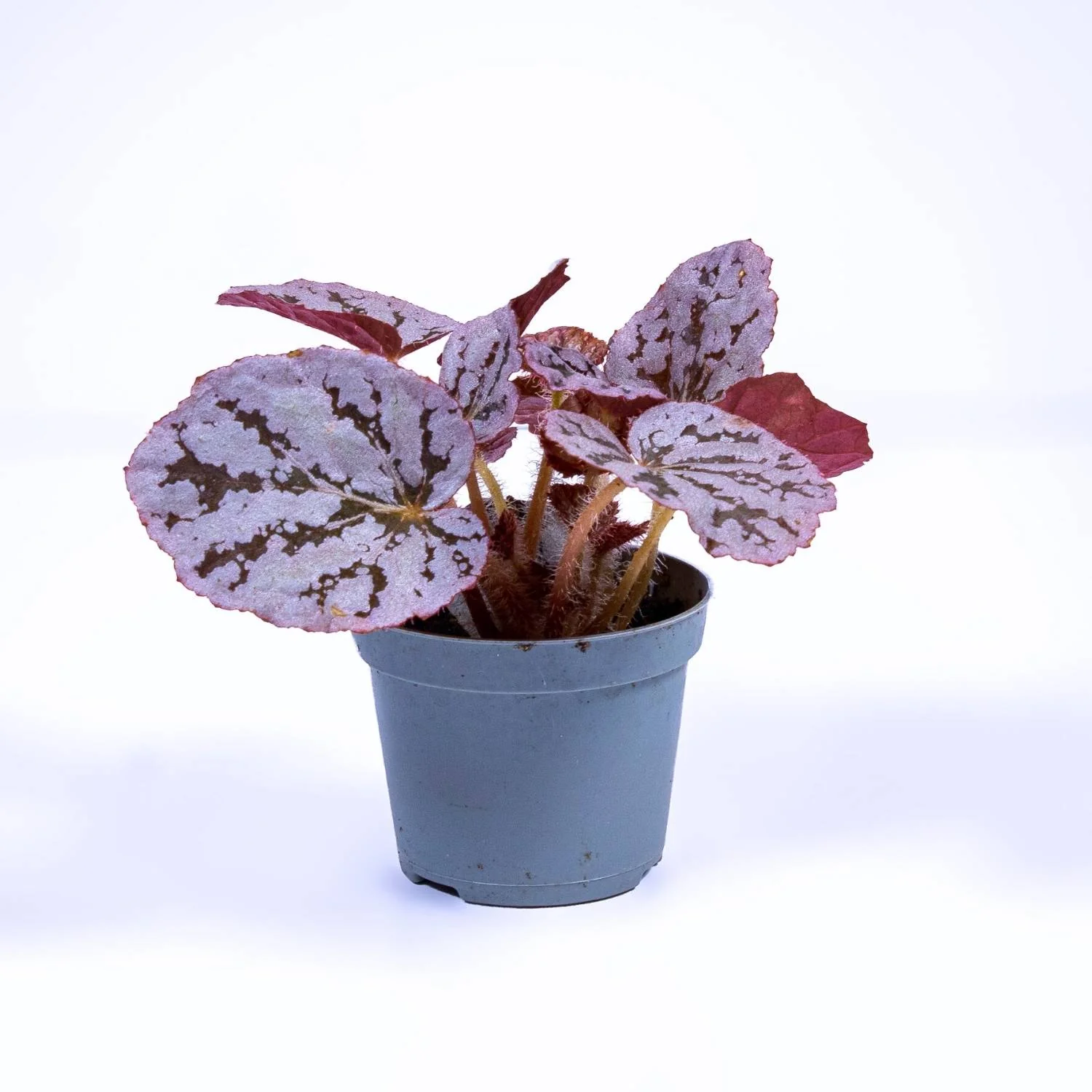 Begonia rex 'chayo' 6cm