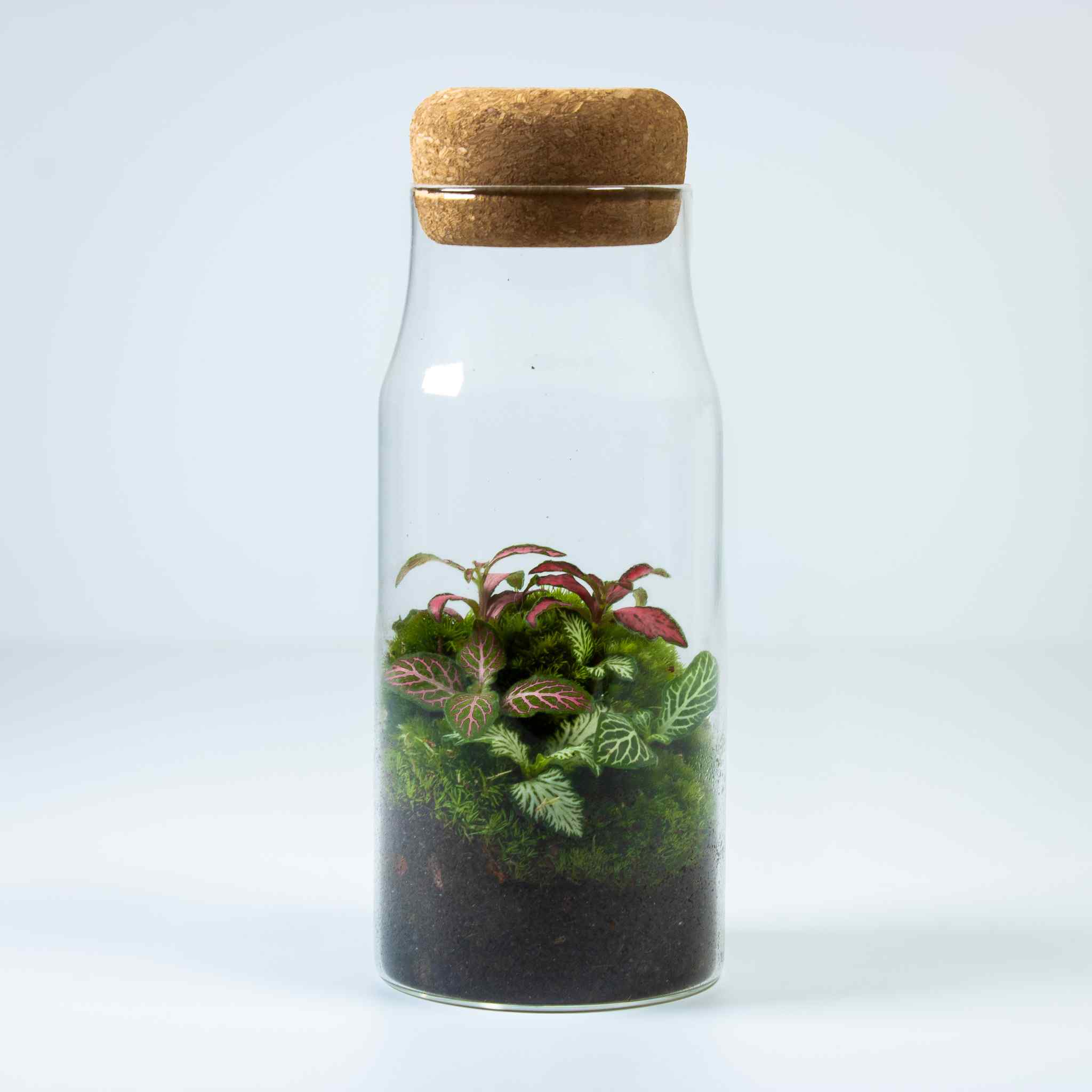 Bottle Fittonia Terrarium