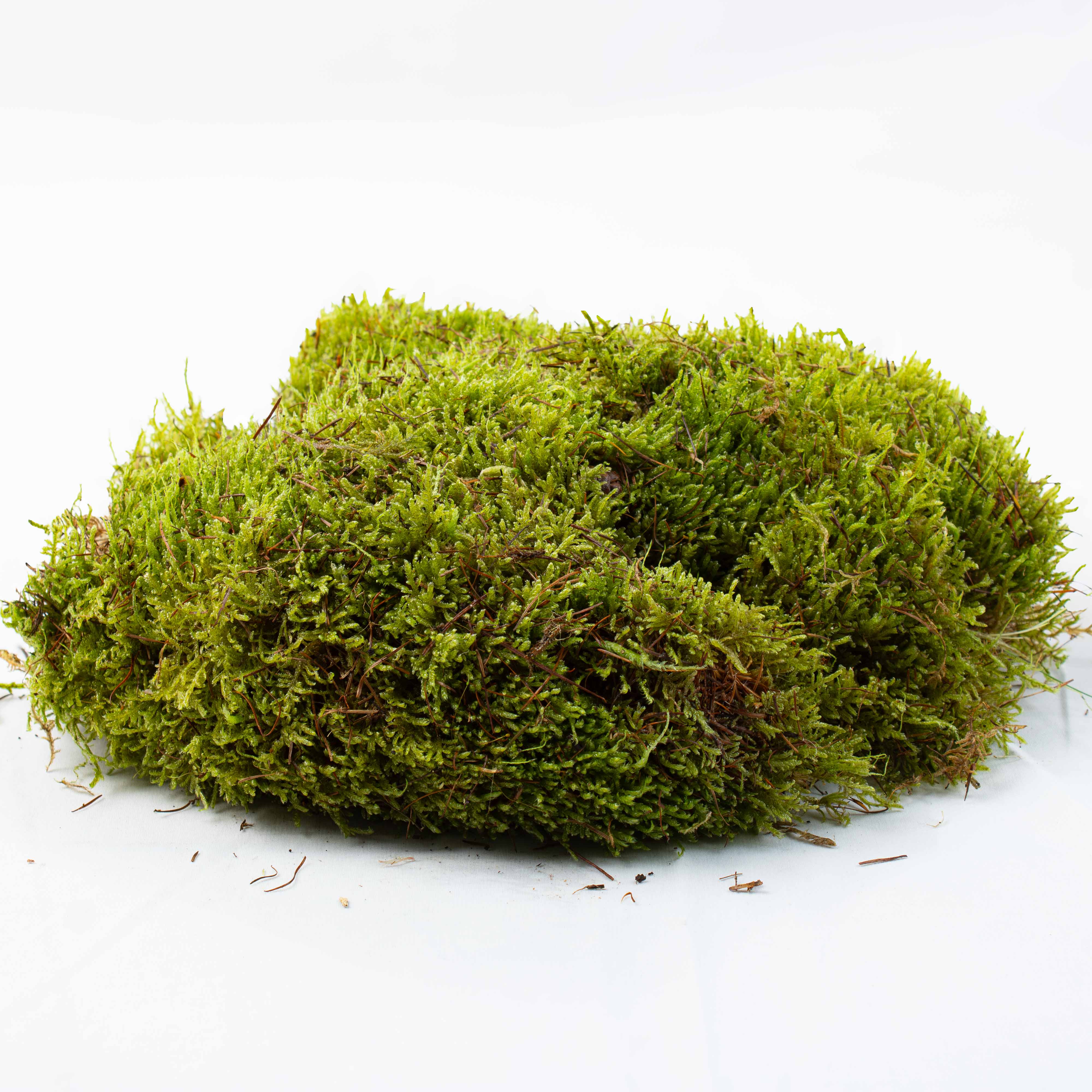 Carpet Moss (Hypnum cupressiforme)