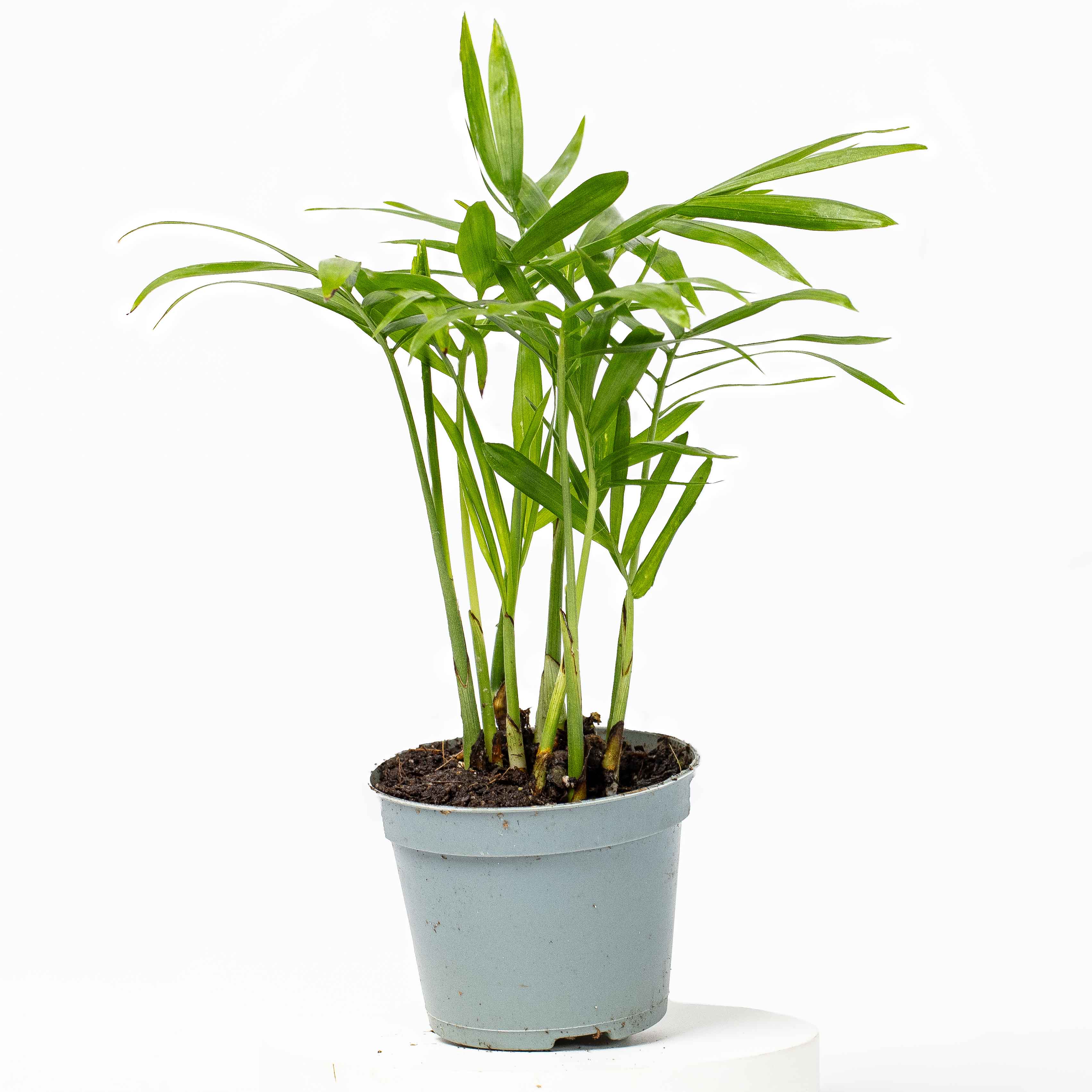 Chamaedorea elegans (Parlour Palm) 6cm