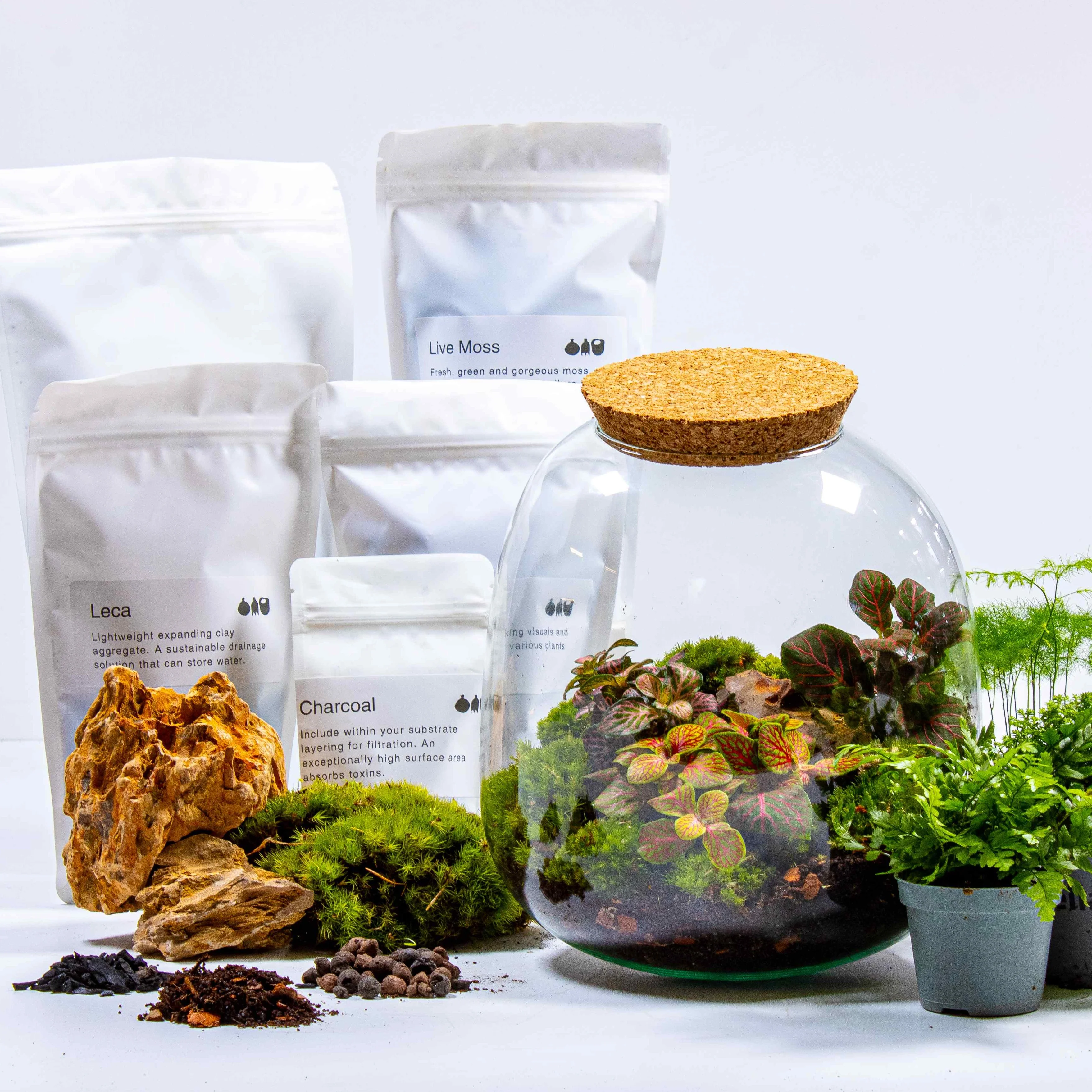 Bulb Terrarium Kit