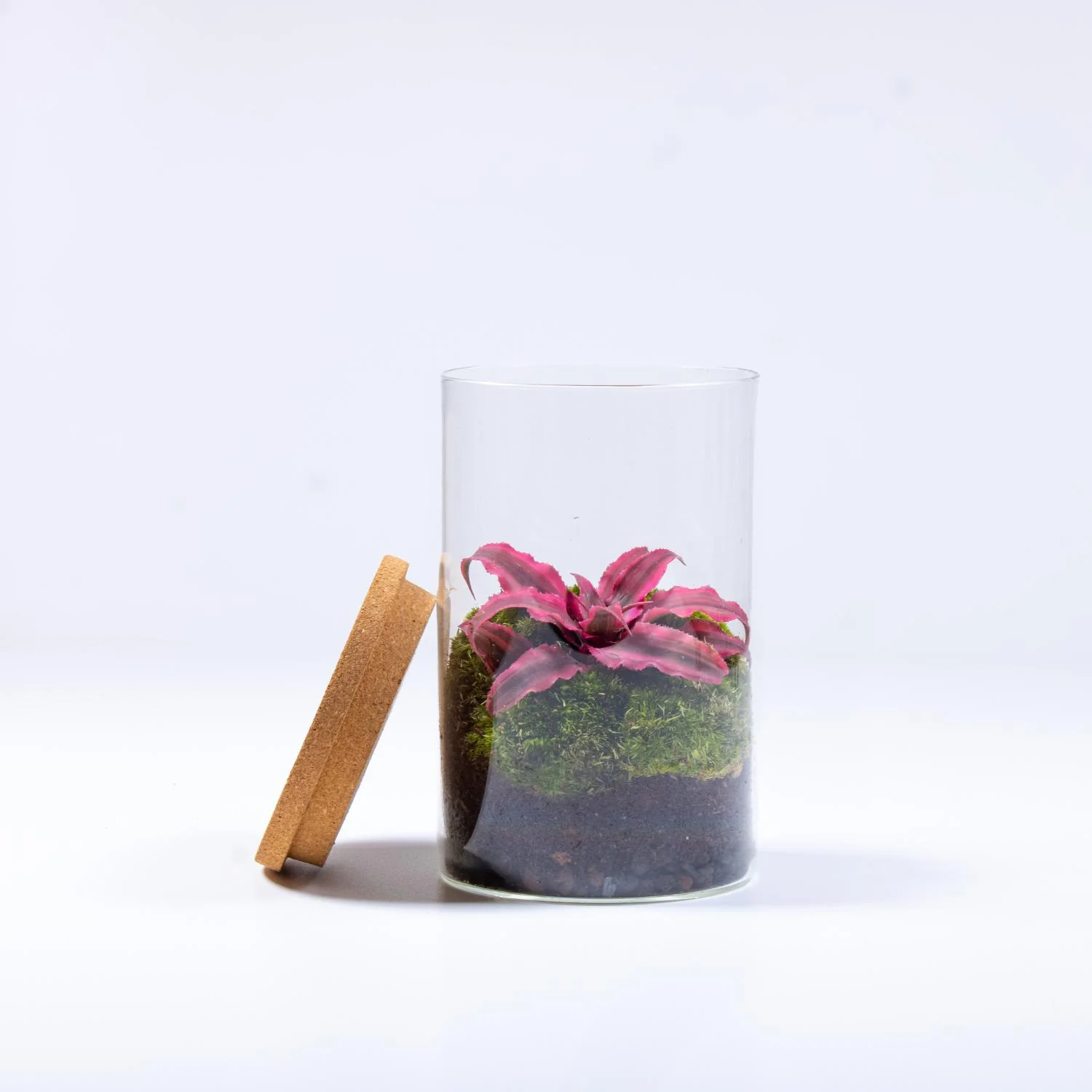 Cryptanthus Terrarium