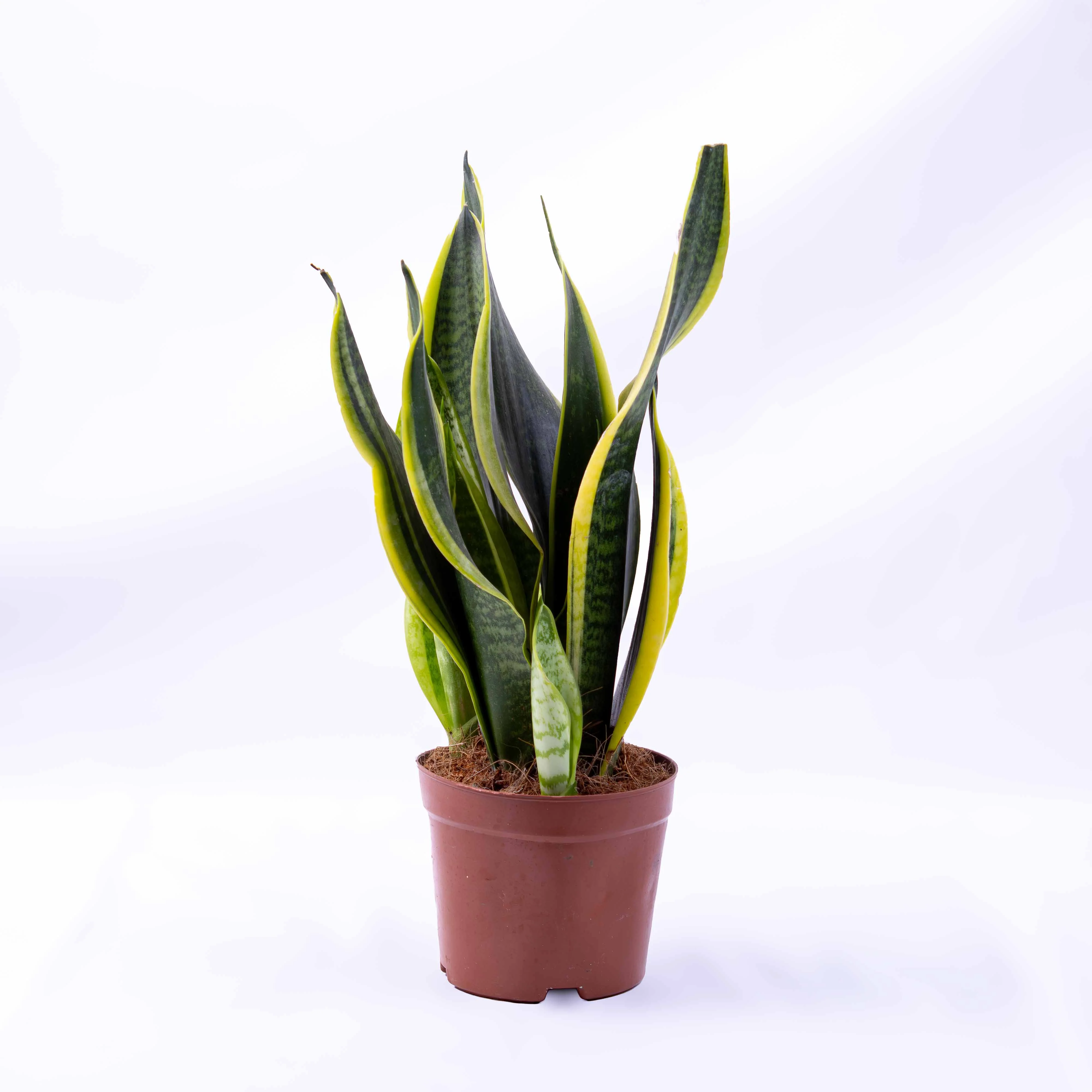 Dracaena trifasciata (Snake Plant/Sansevieria) 12cm