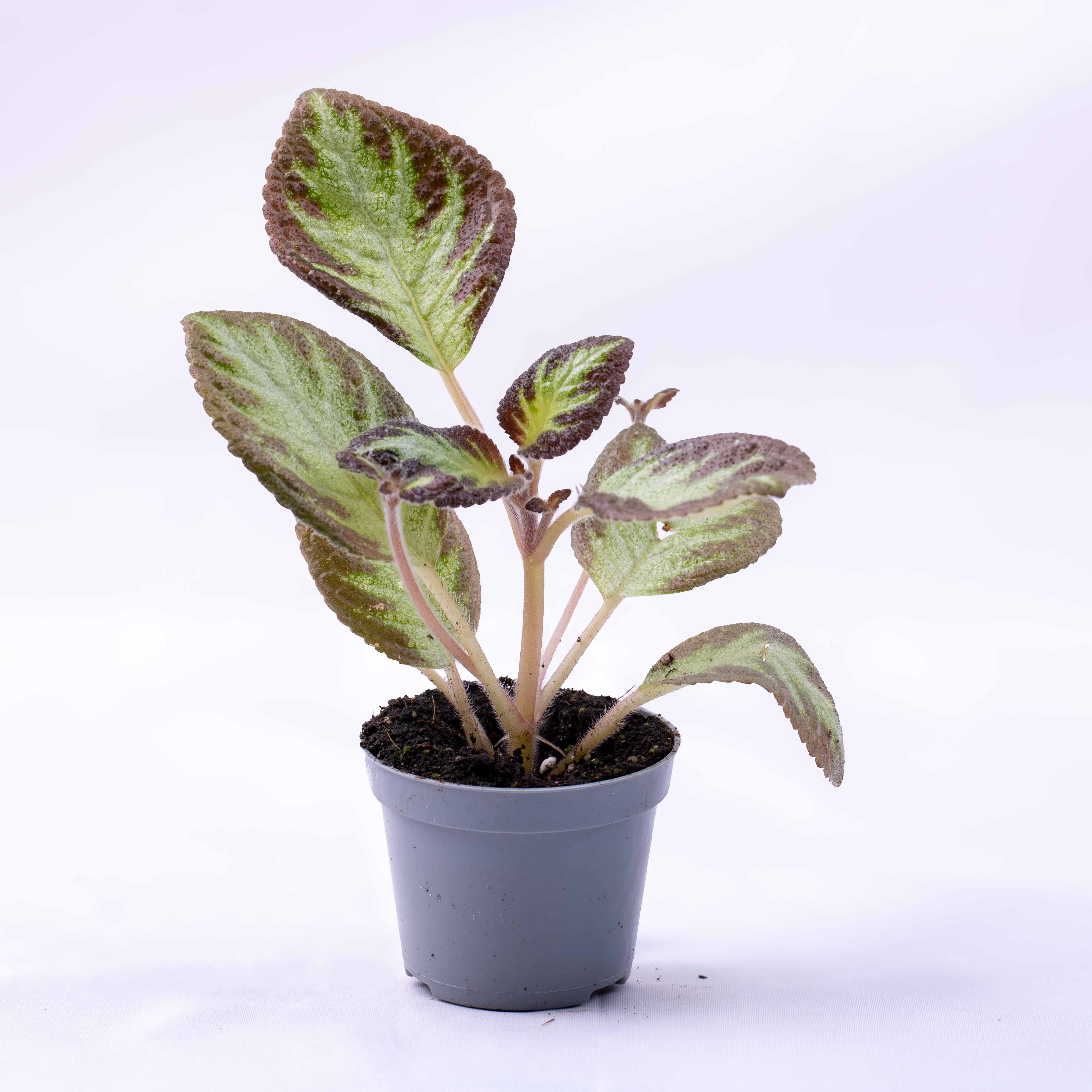 Episcia cupreata (African Violet) 6cm