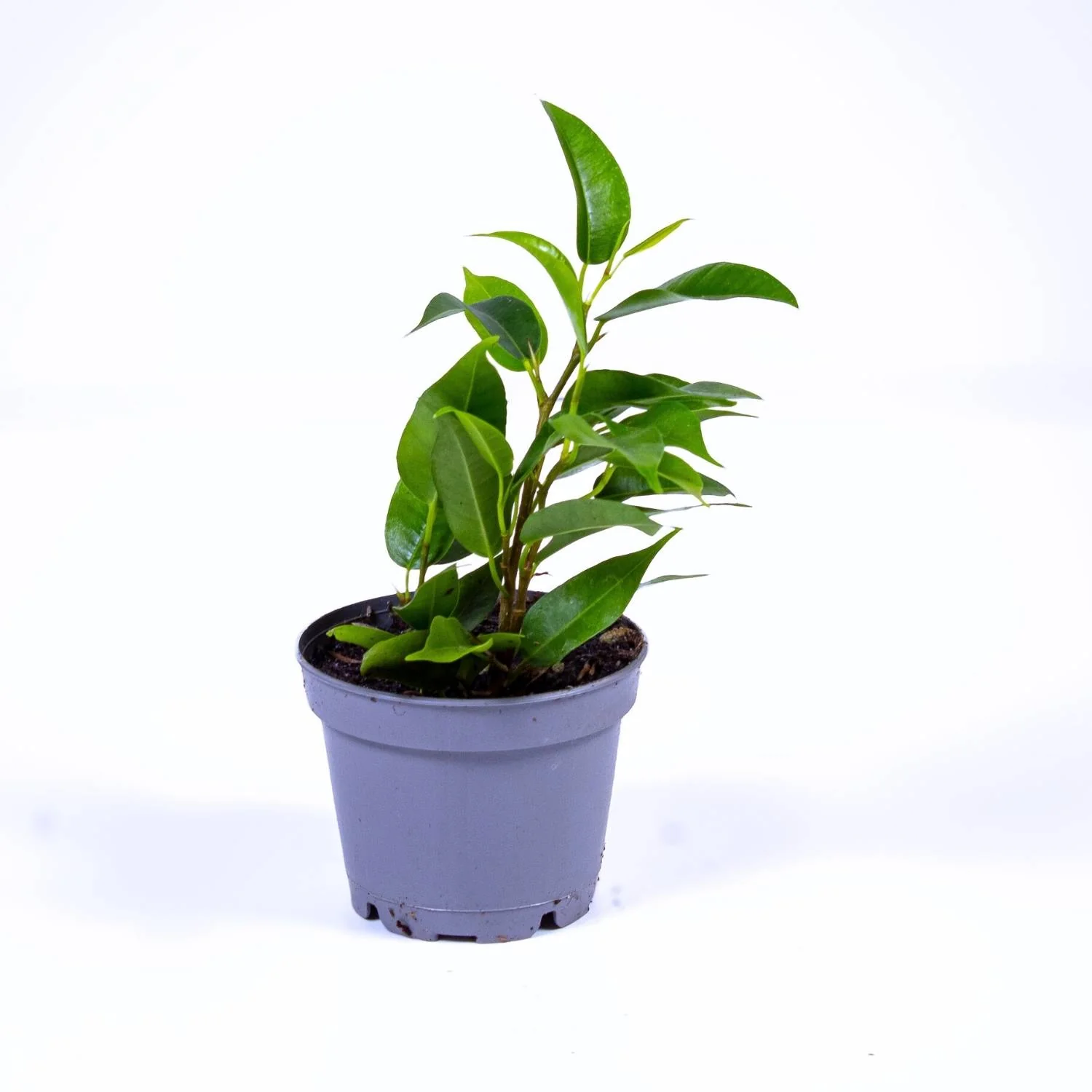 Ficus benjamina (Weeping Fig) 6cm
