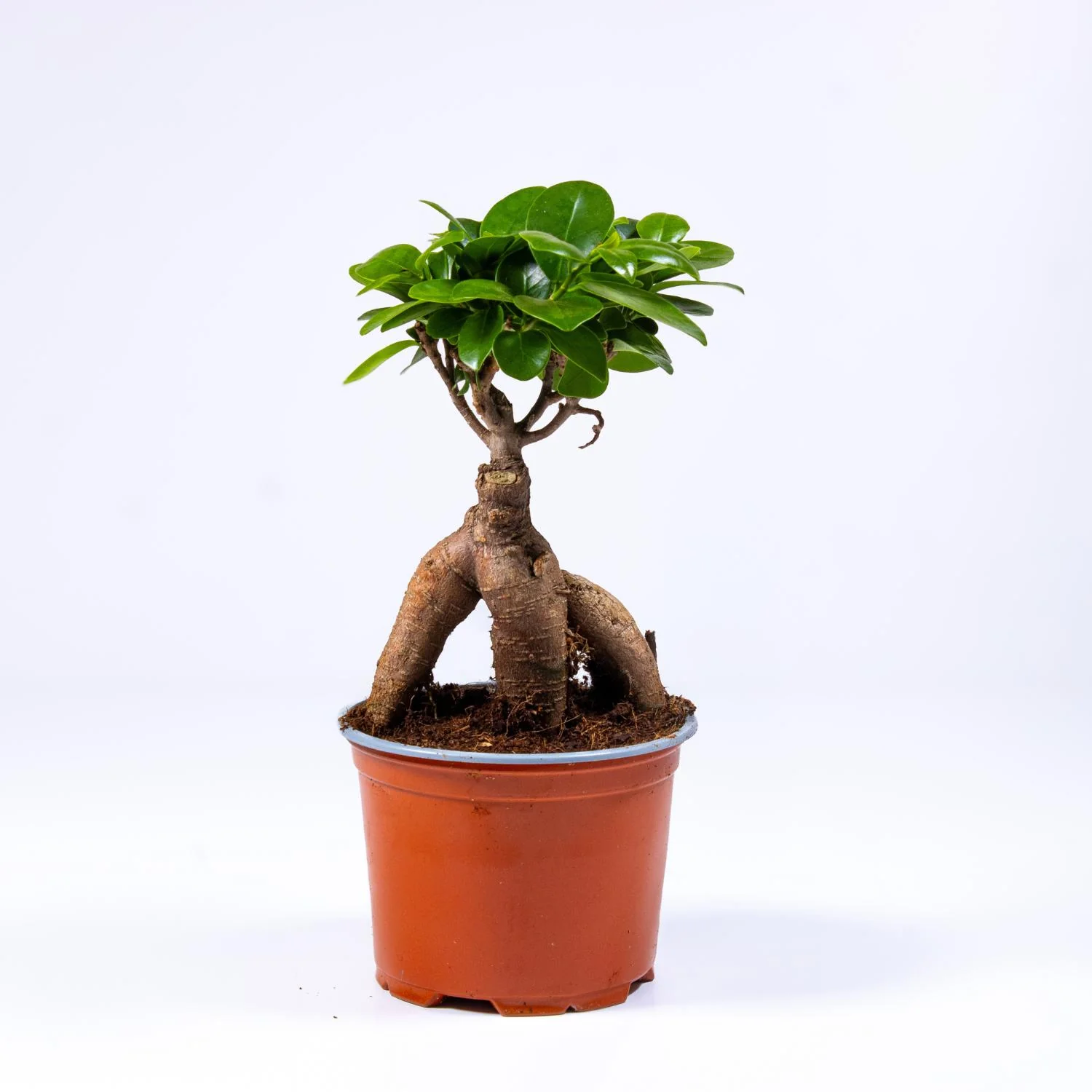Ficus Ginseng Microcarpa (Ficus Bonsai) 10-12cm