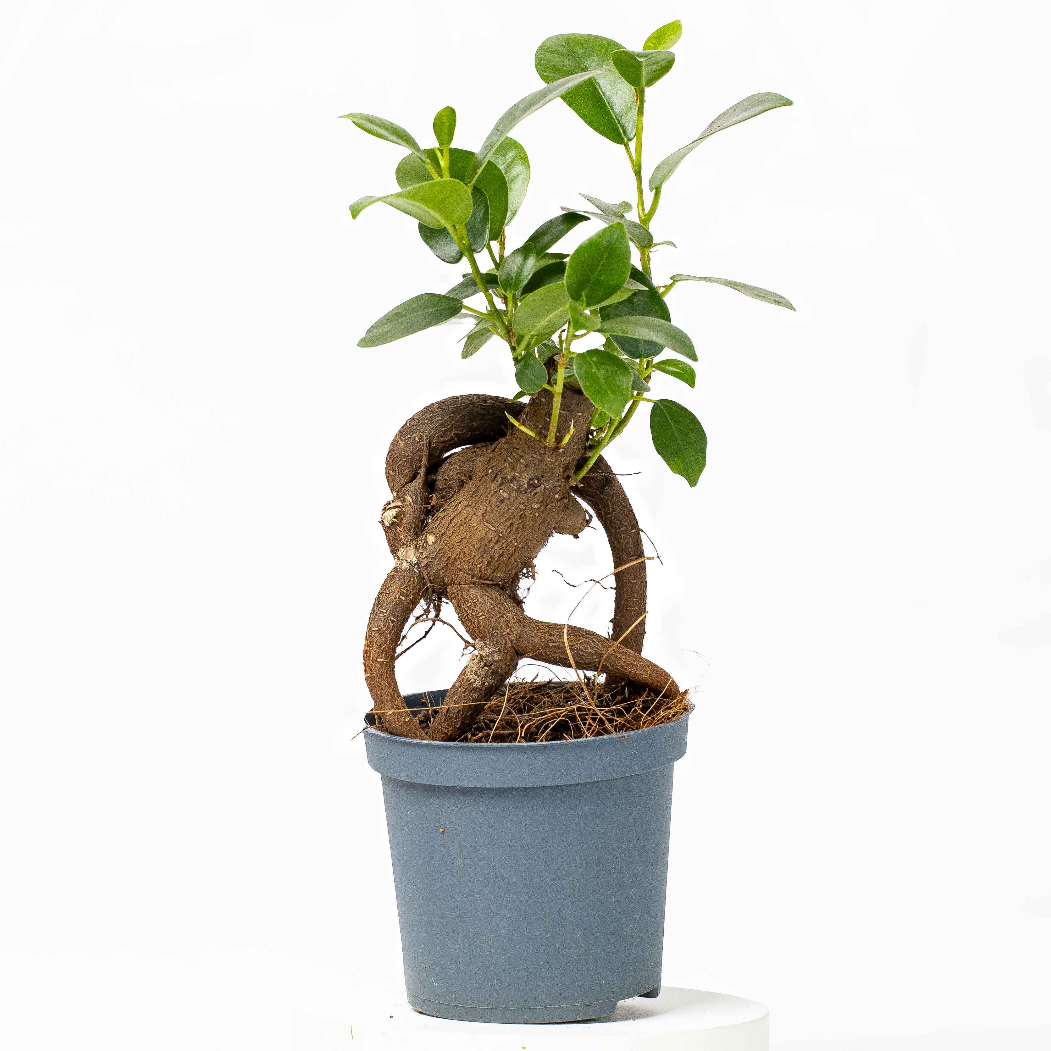 Ficus ginseng microcarpa (Ficus Bonsai) 6/7cm