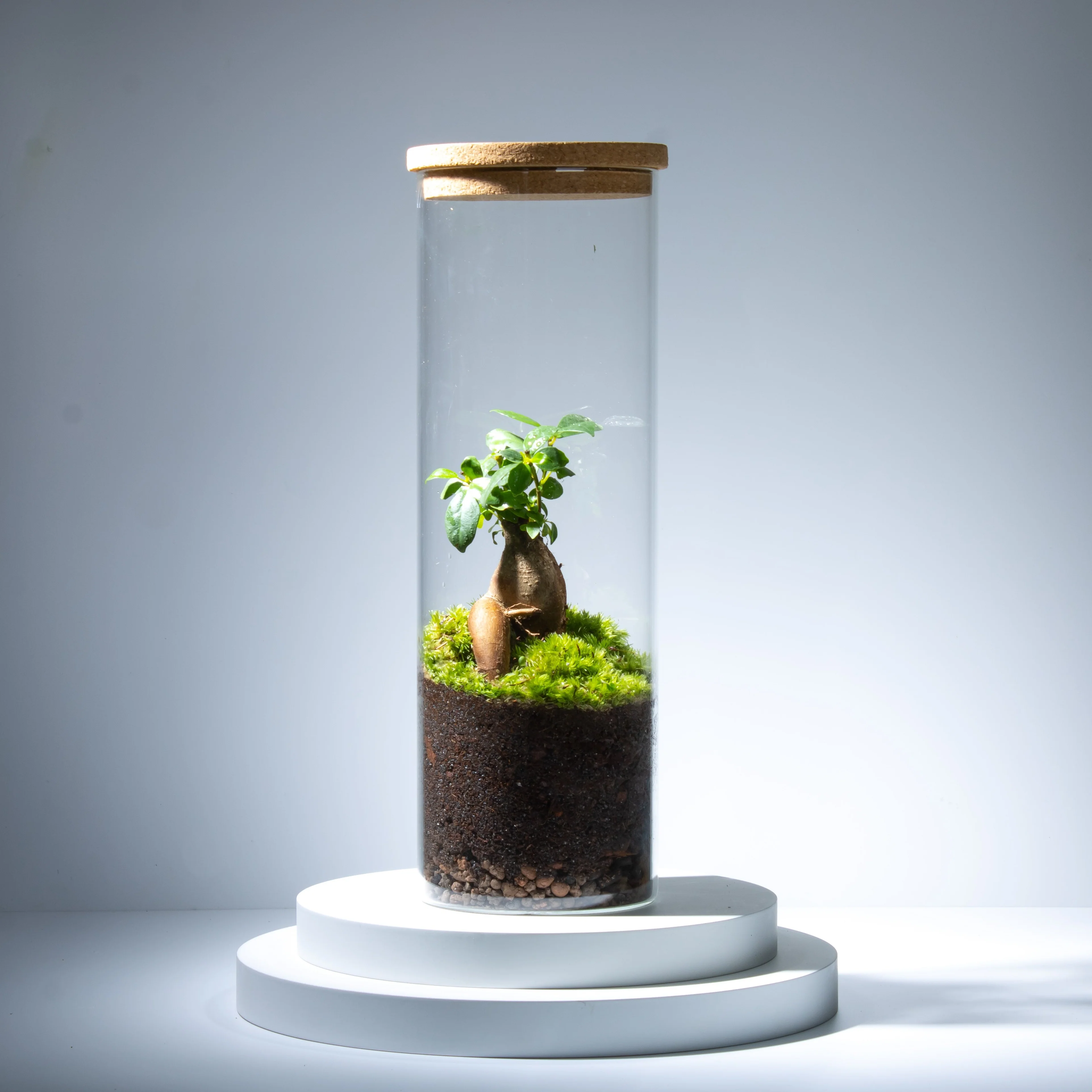Ficus Terrarium