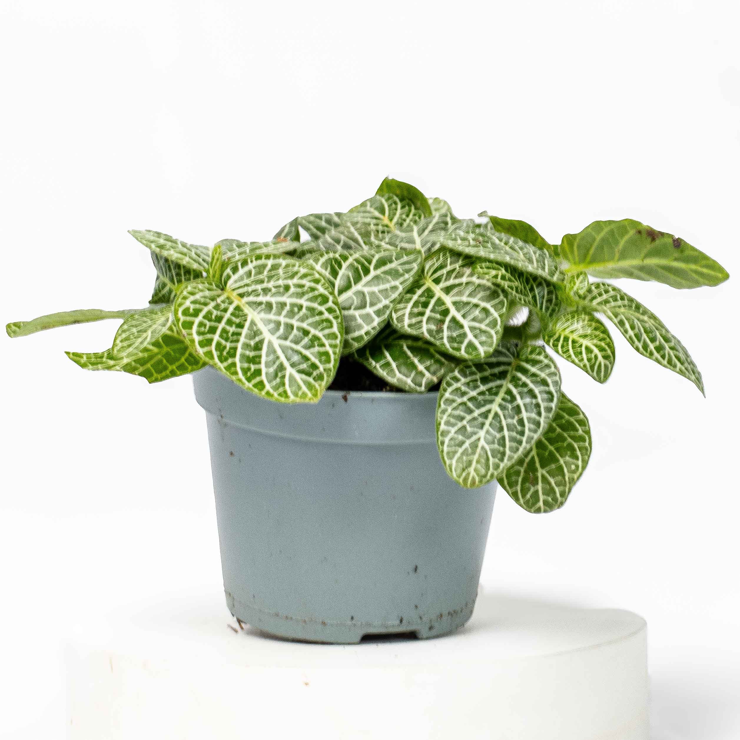 Fittonia albivenis (Green Nerve Plant) 6cm