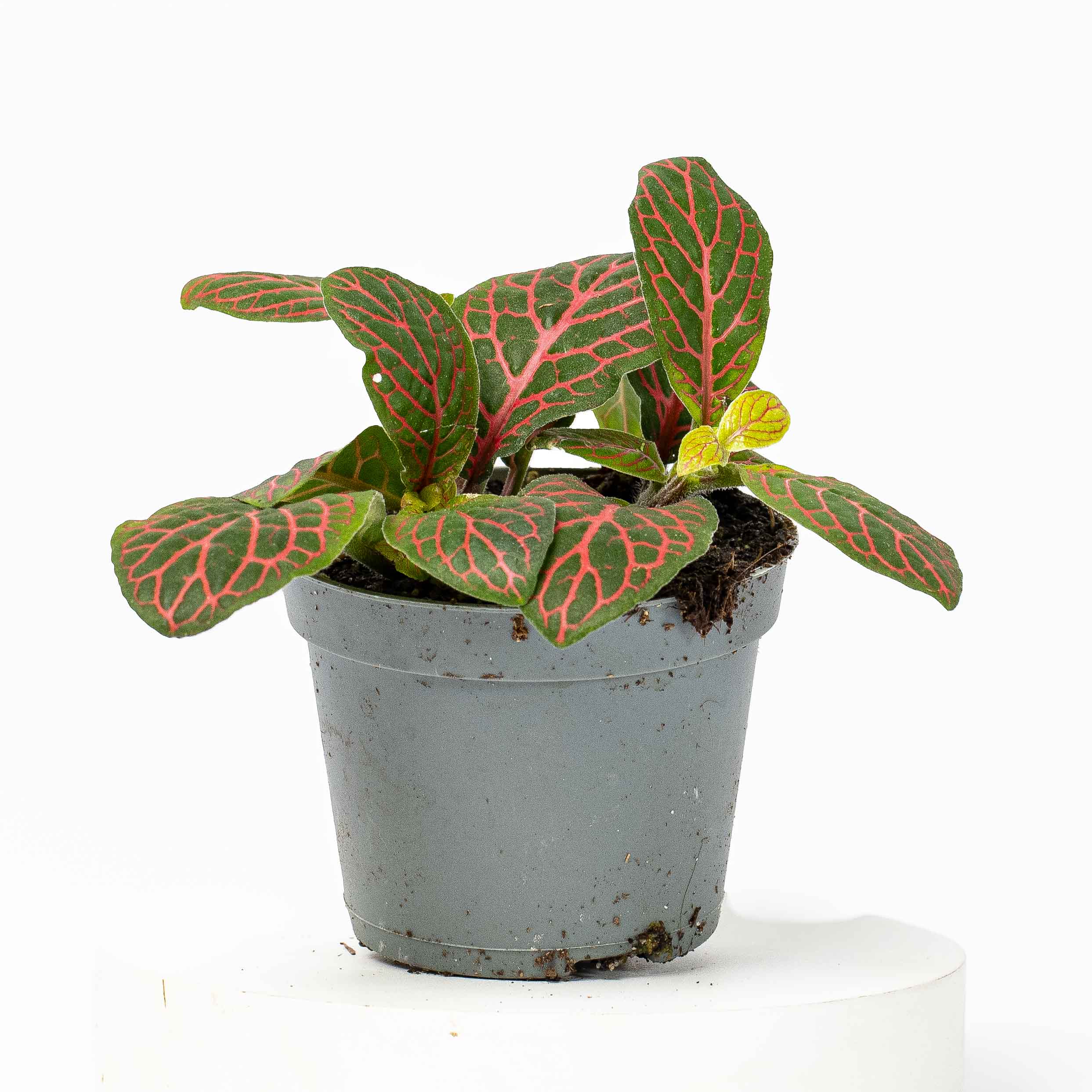 Fittonia albivenis (Red Nerve Plant) 6cm