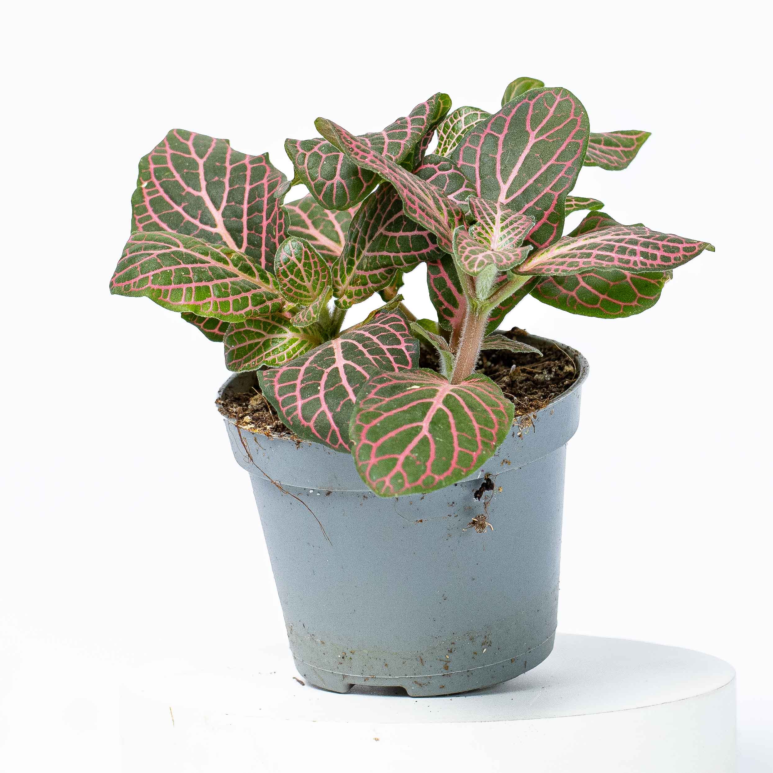 Fittonia albivenis (Pink Nerve Plant) 6cm