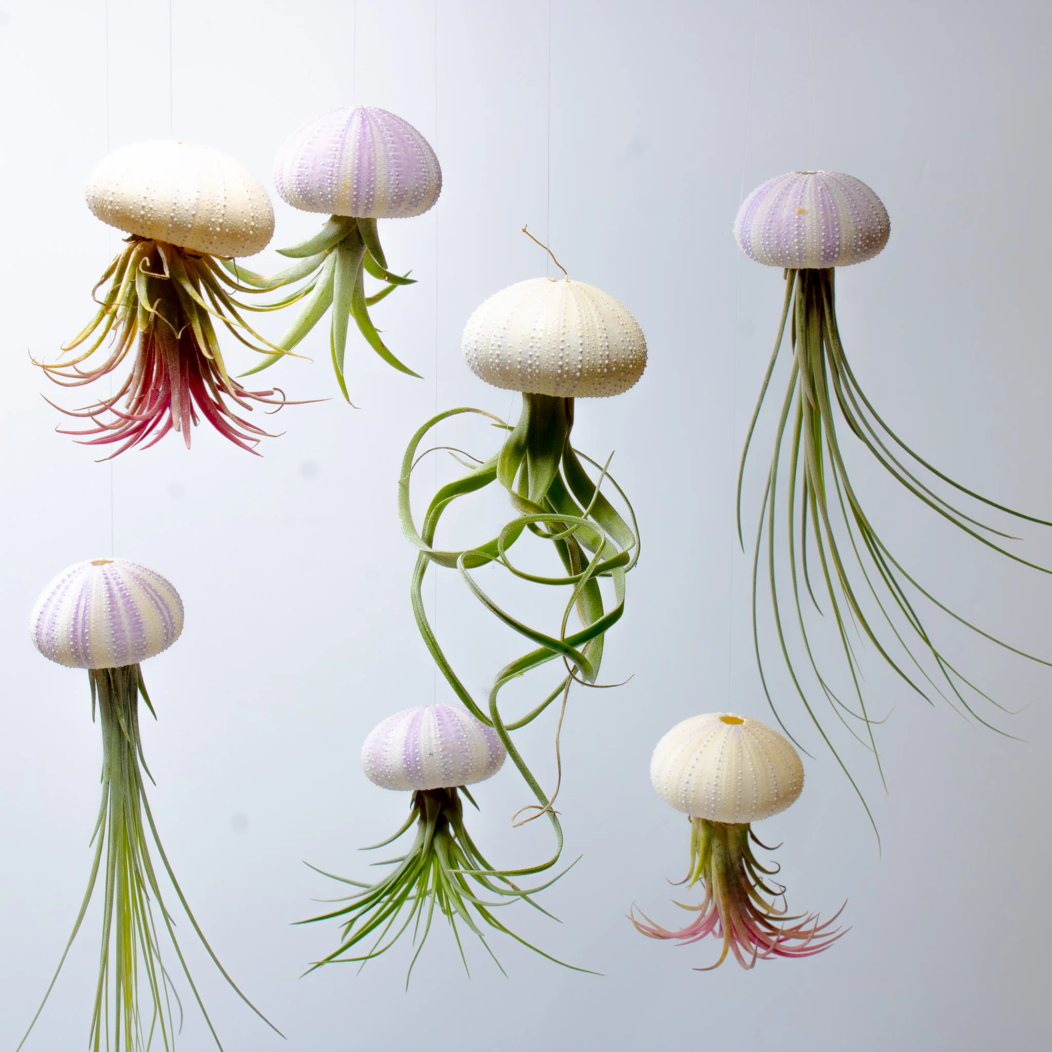 3 x Floating Jellyfish Hangers