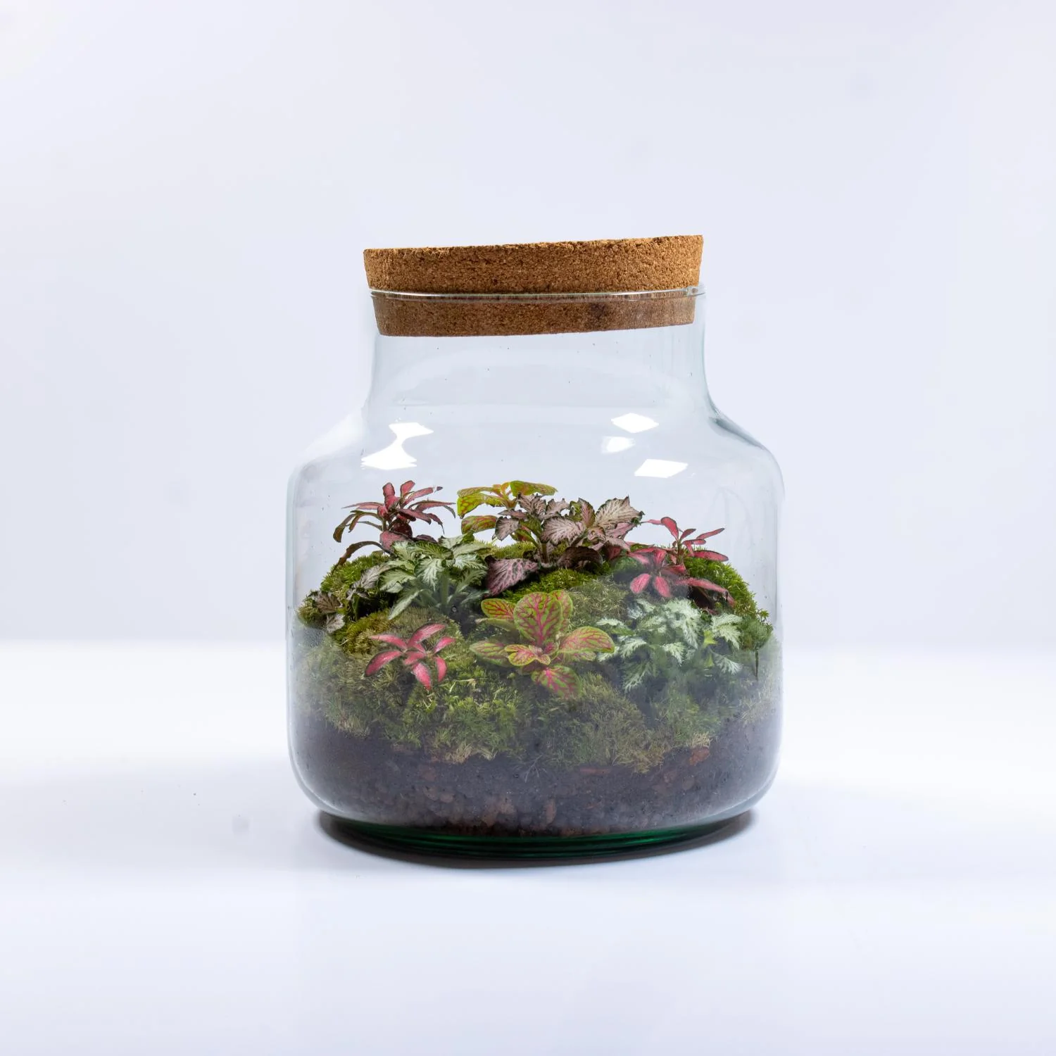 Large Fittonia Terrarium