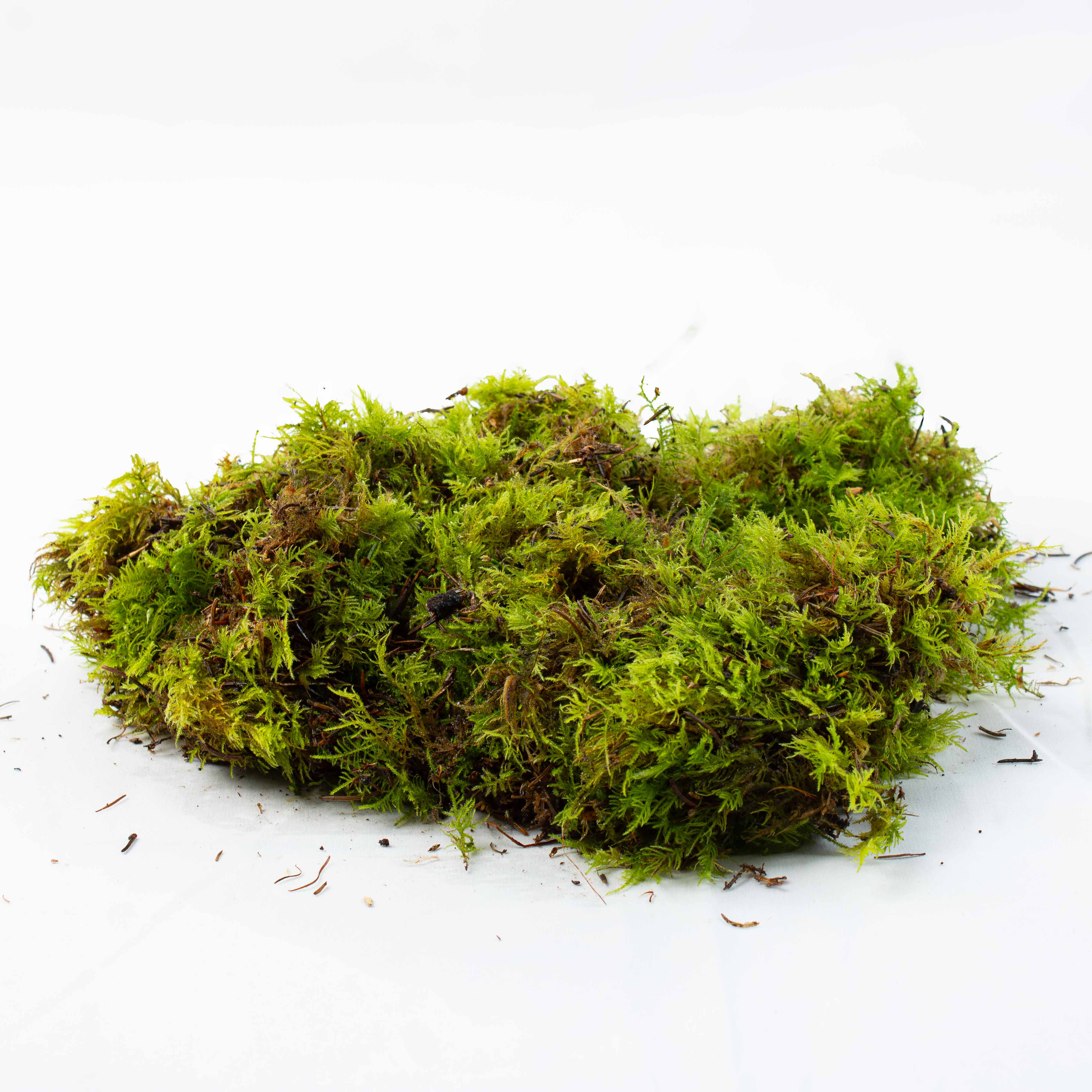 Live Fern Moss (Thuidium tamariscinum)