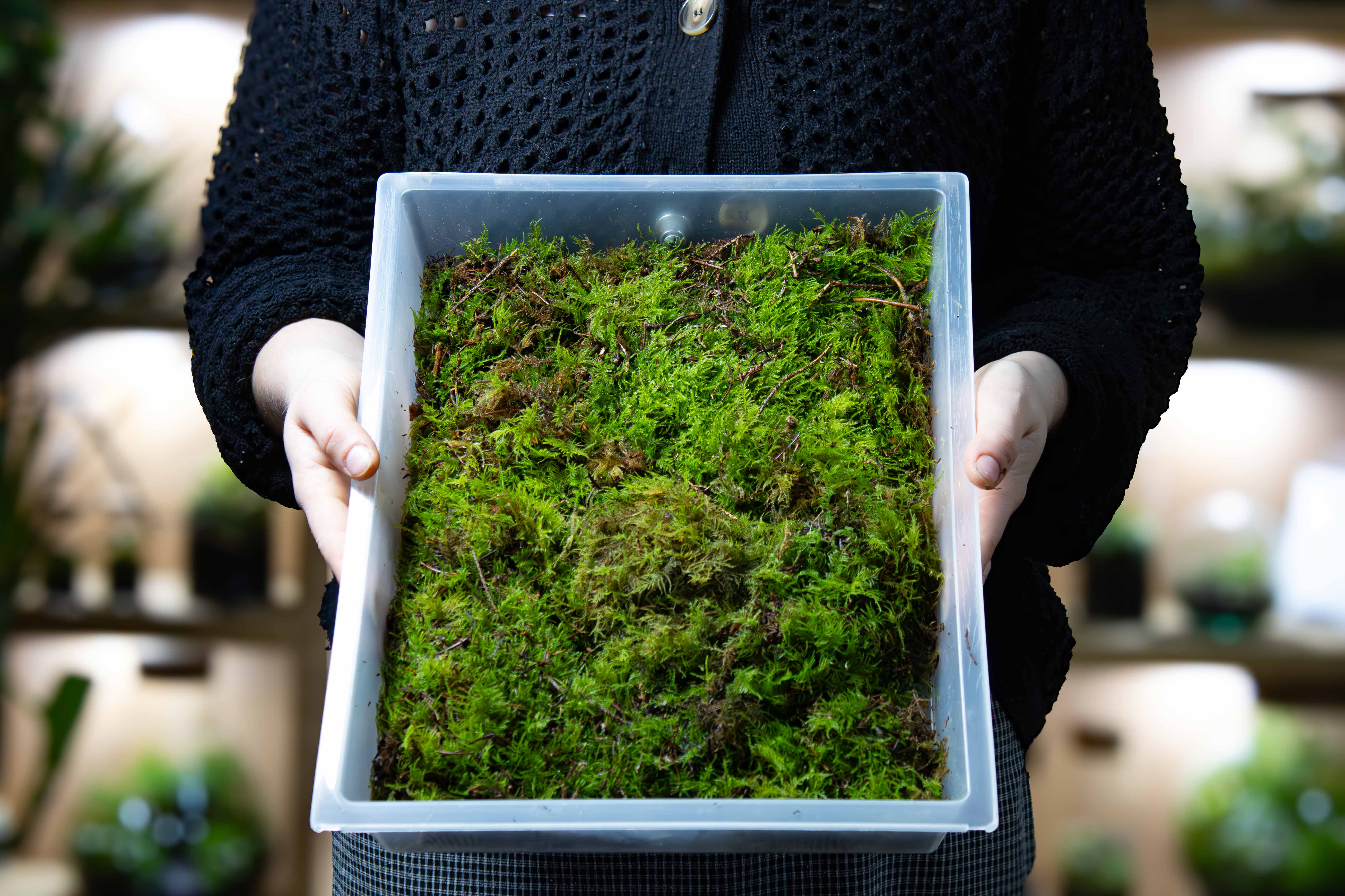 Live Fern Moss (Thuidium tamariscinum) - Image 3