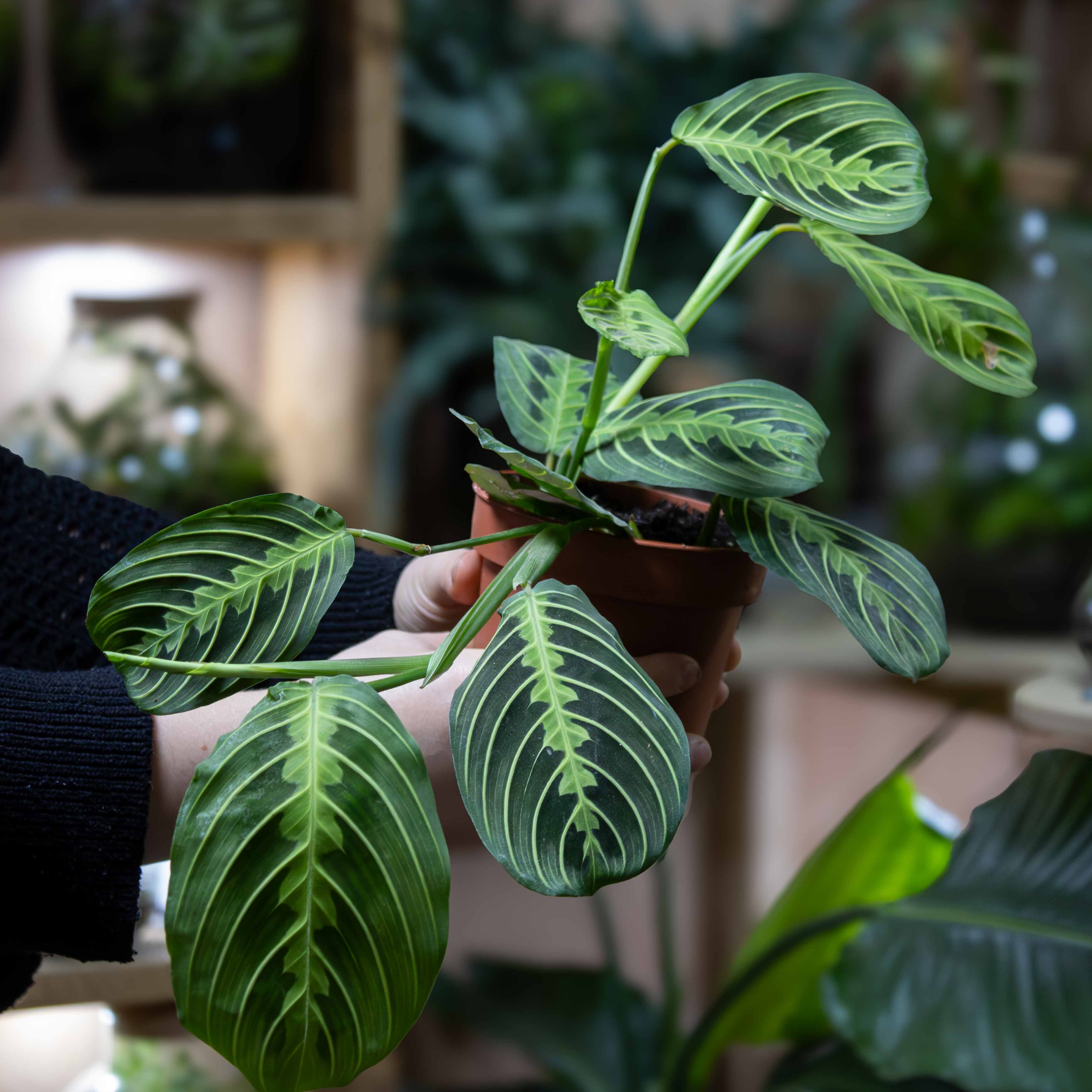 Maranta leuconeura 'Lemon Lime' (Prayer Plant) 12cm