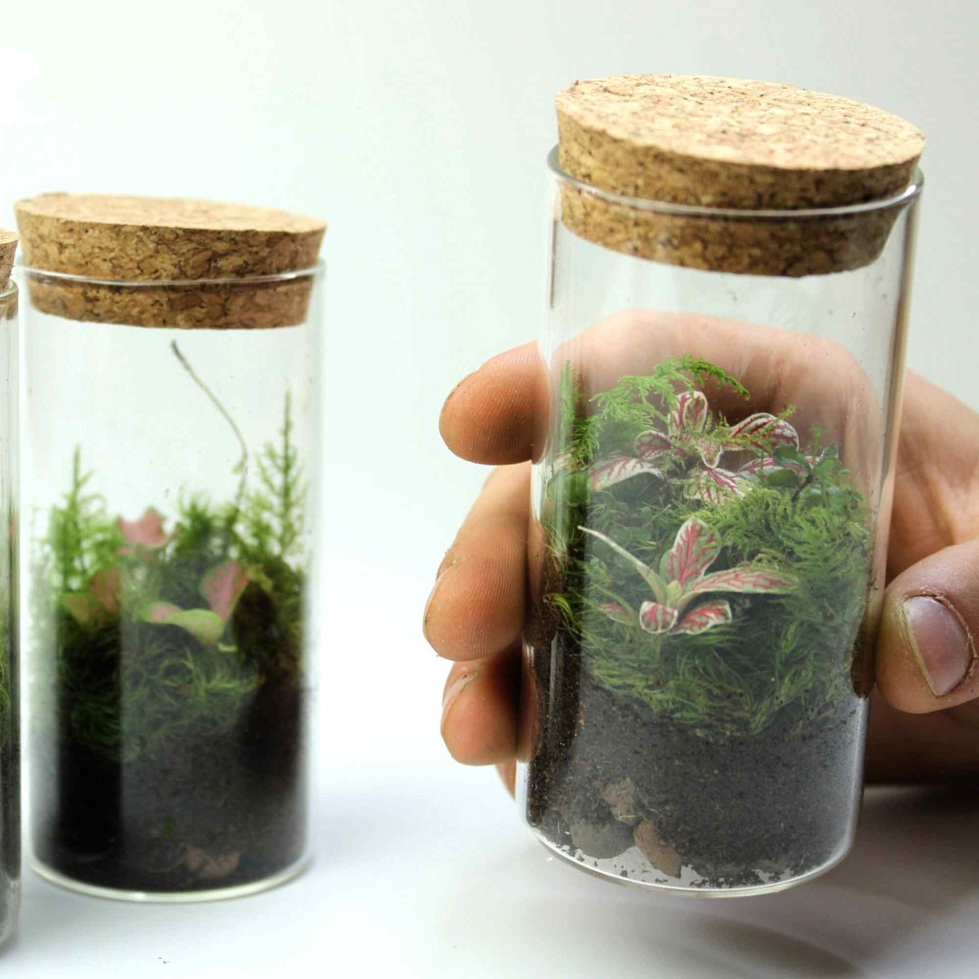Mini Fittonia Terrarium - Image 2