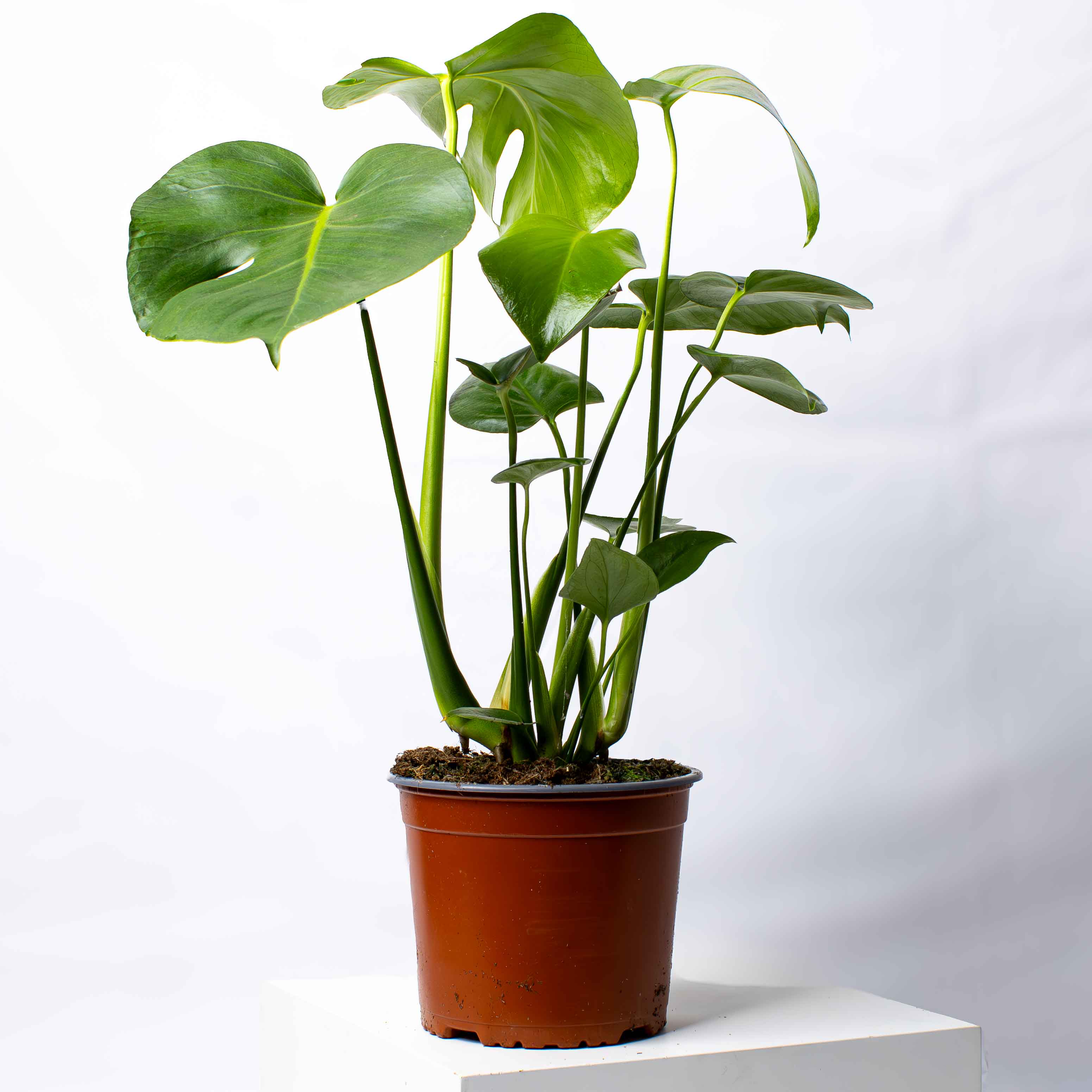 Monstera deliciosa (Swiss Cheese Plant) 17cm