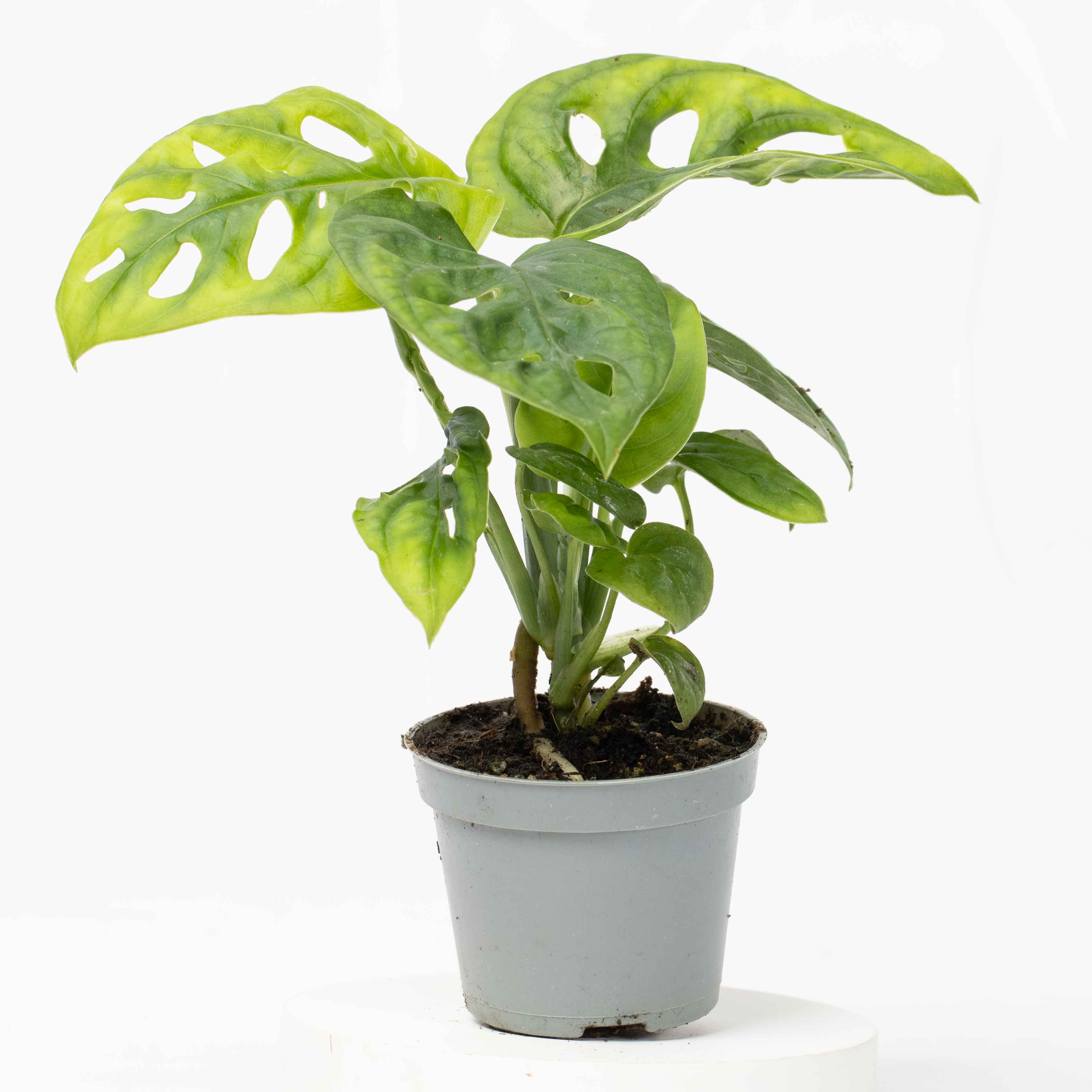 Monstera obliqua (Monkey Leaf) 6cm