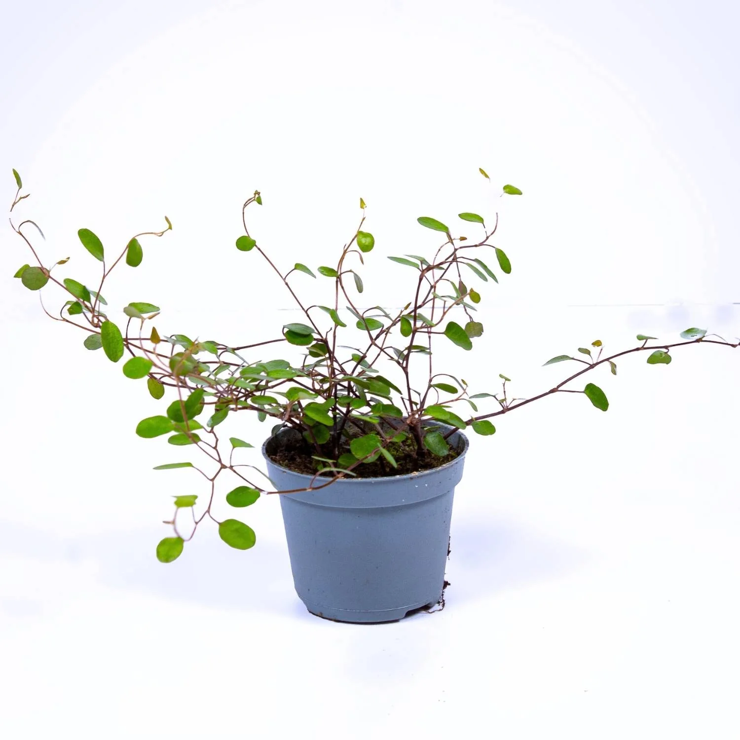 Muehlenbeckia complexa (Maidenhair vine) 6cm
