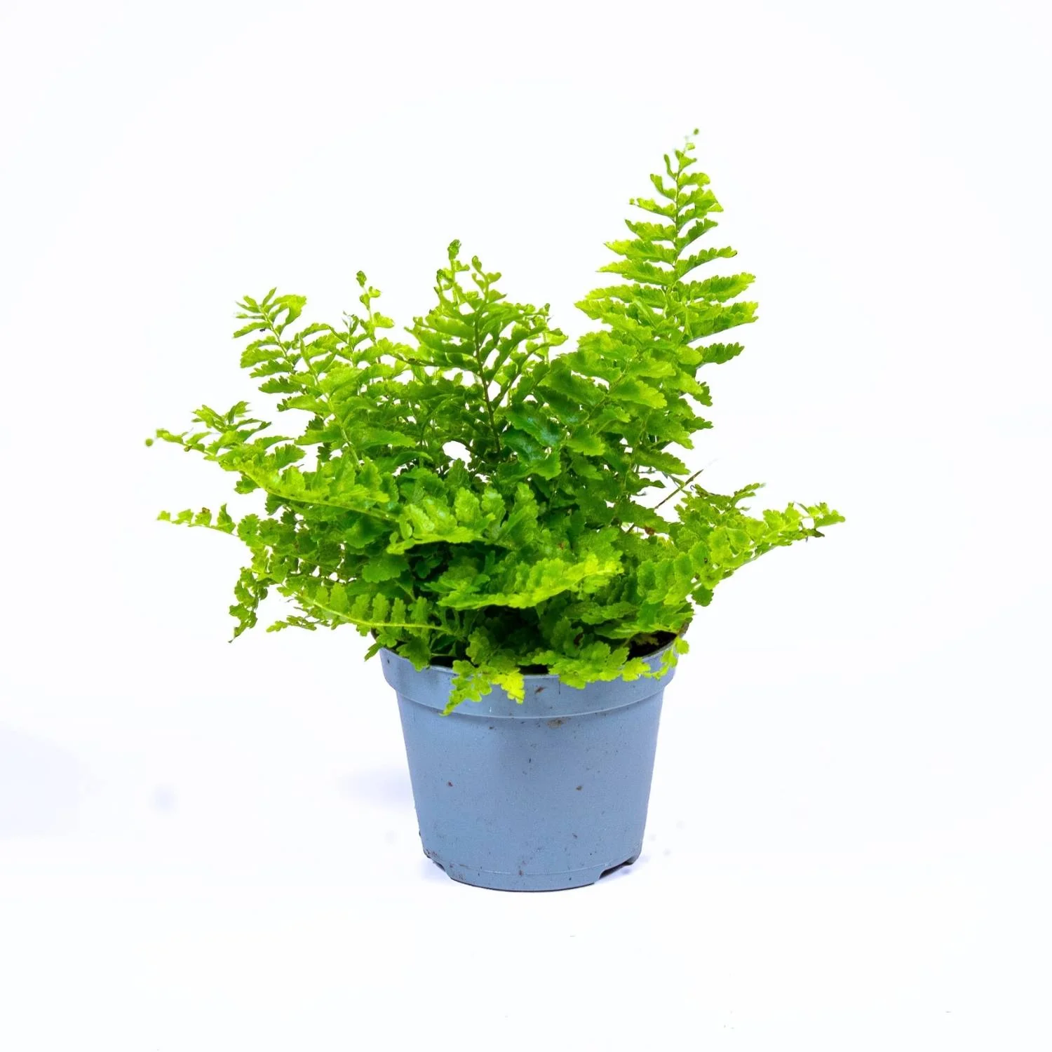 Nephrolepis exaltata (Boston fern) 6cm