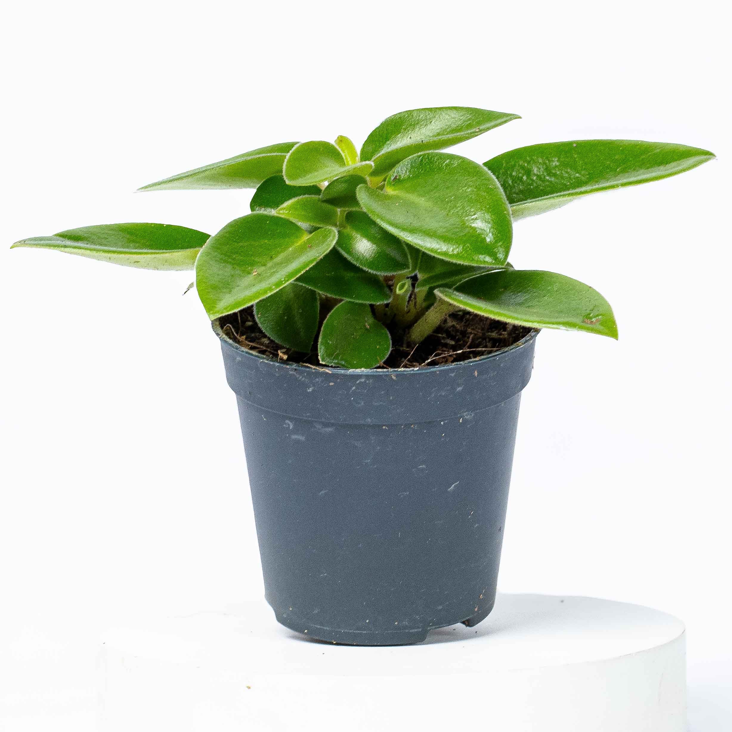 Peperomia orba 'Pixie' (Radiator Plant) 6cm