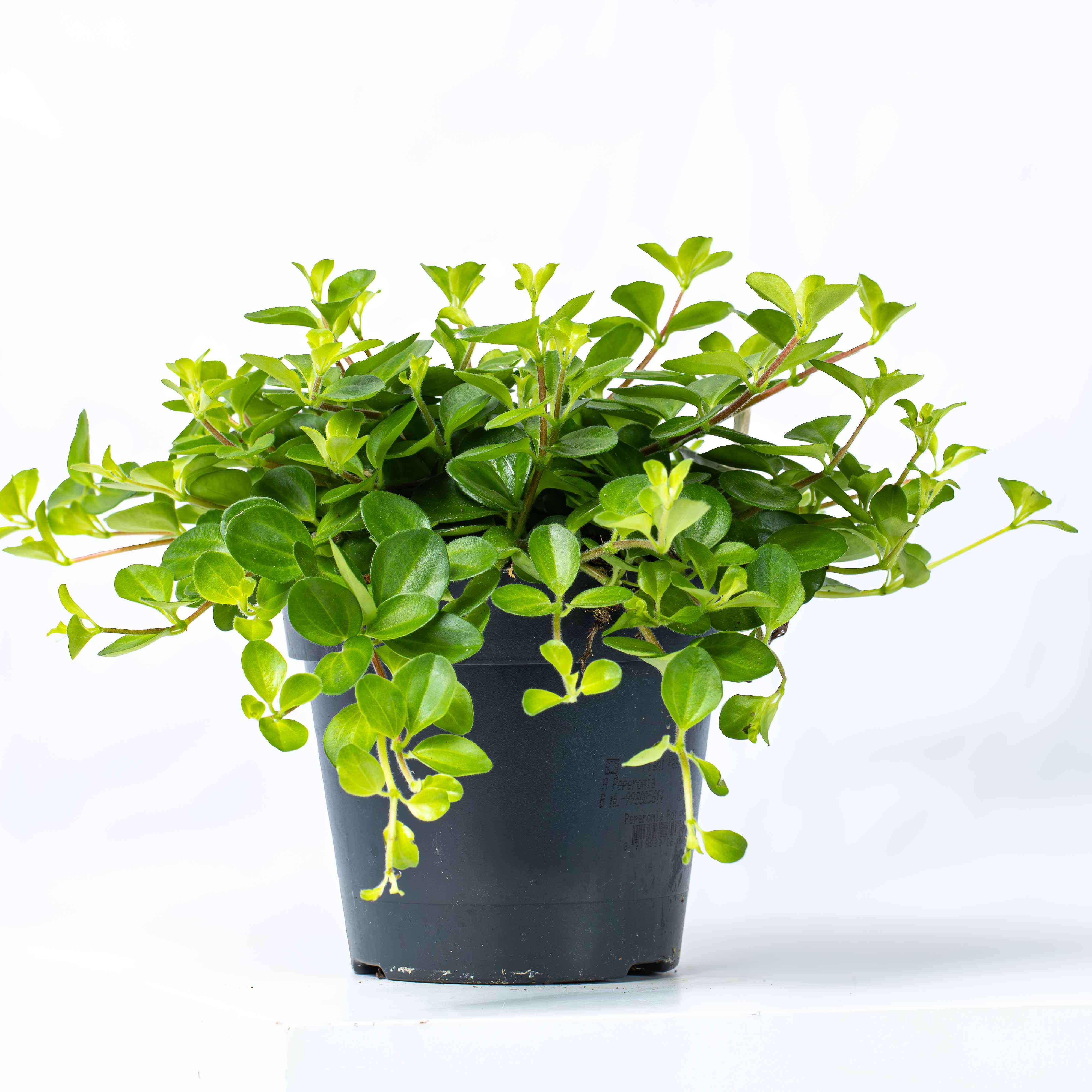 Peperomia rotundifolia (Trailing Jade) 12cm