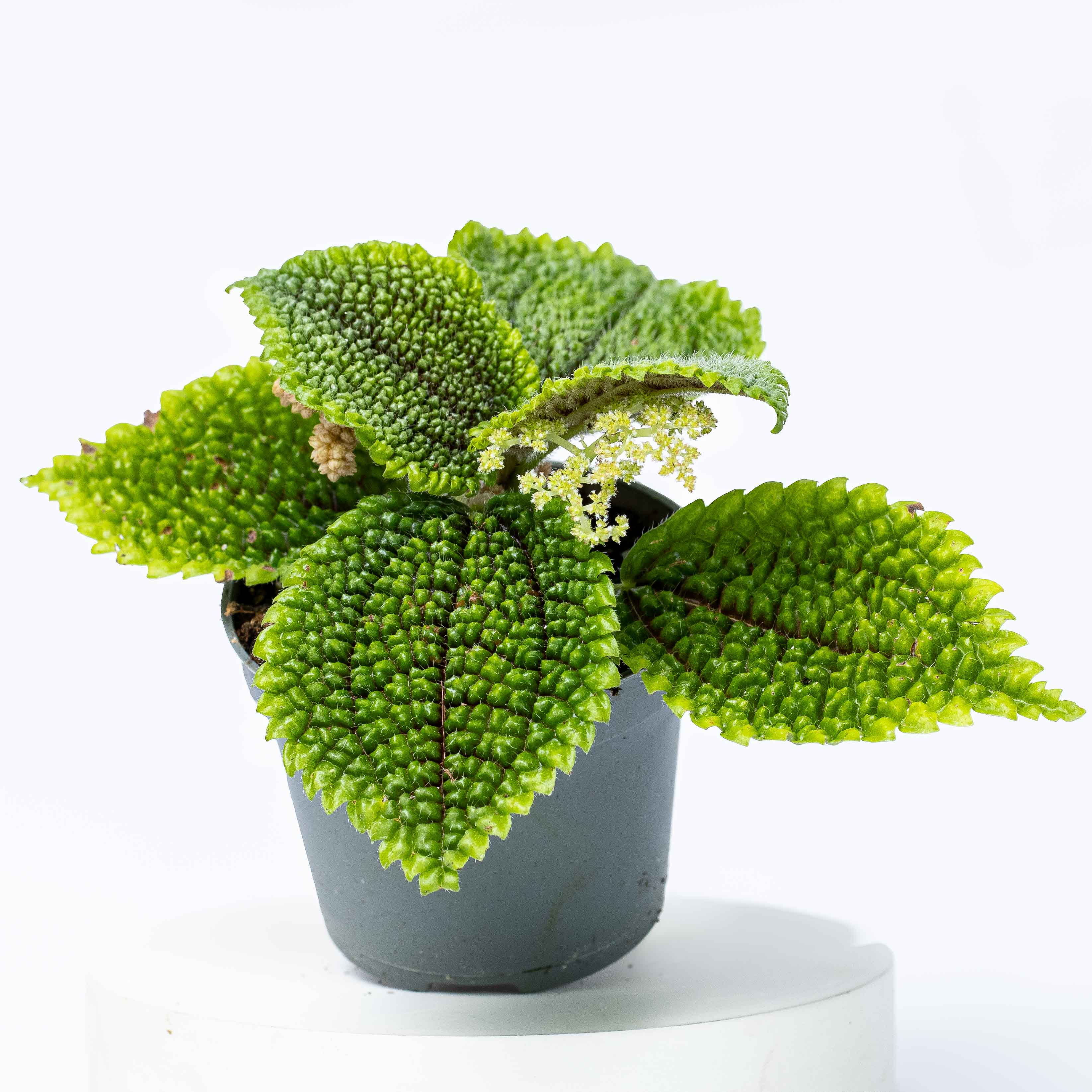Pilea mollis (Pilea Moon Valley) 6cm
