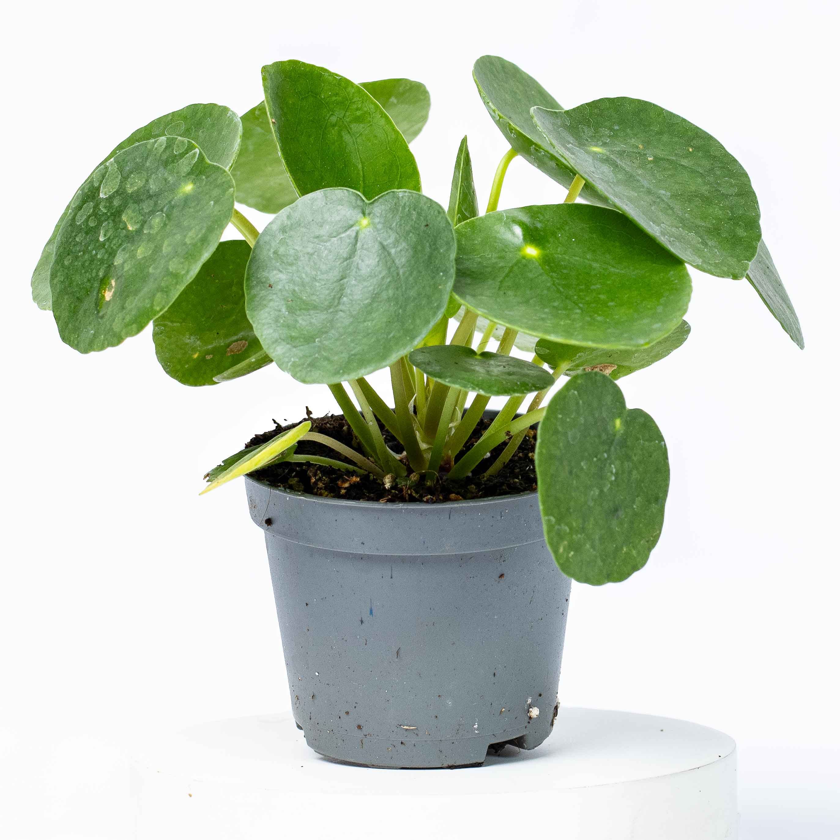 Pilea peperomiodes (Chinese Money Plant) 6cm