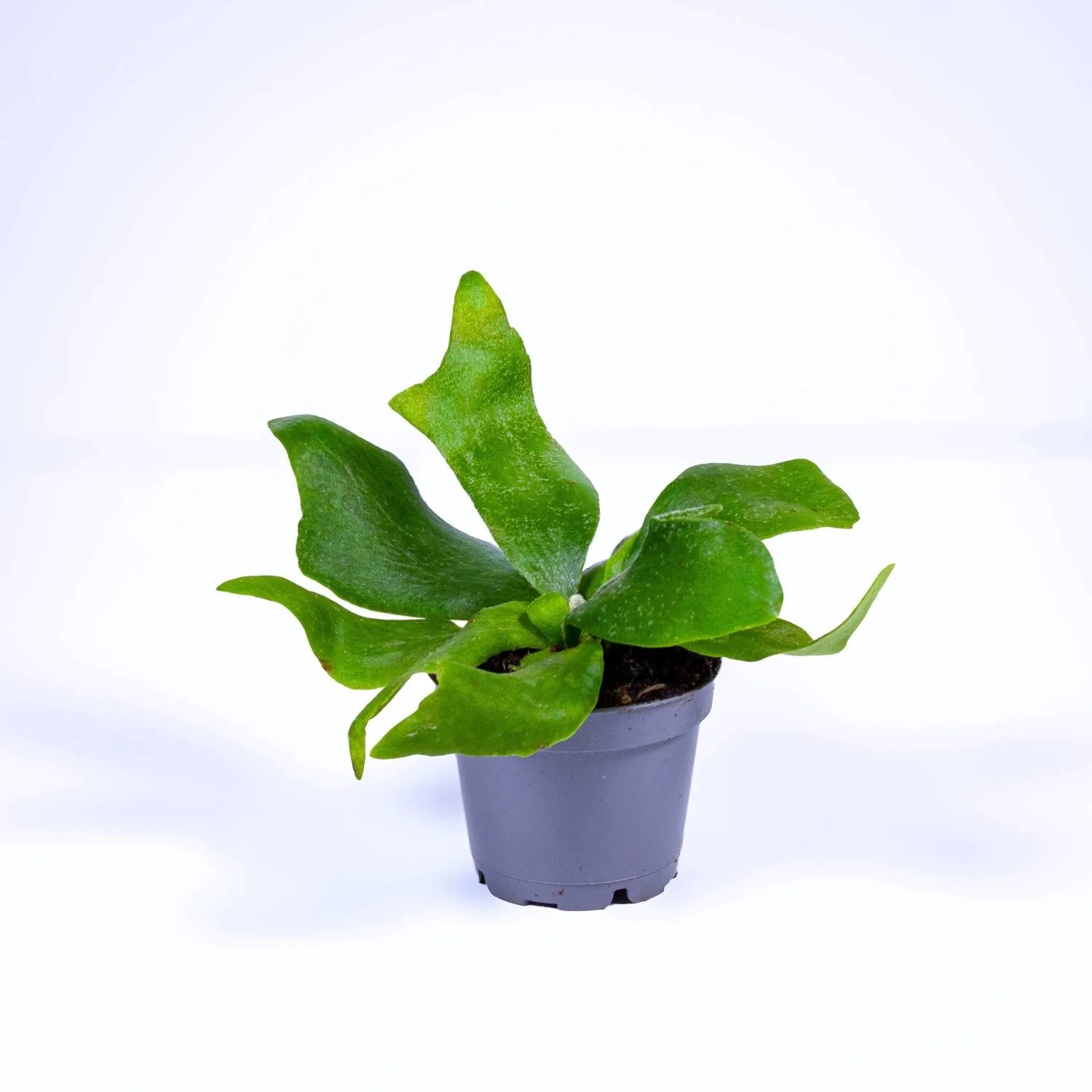 Platycerium bifurcatum (Elkhorn Fern) 6cm