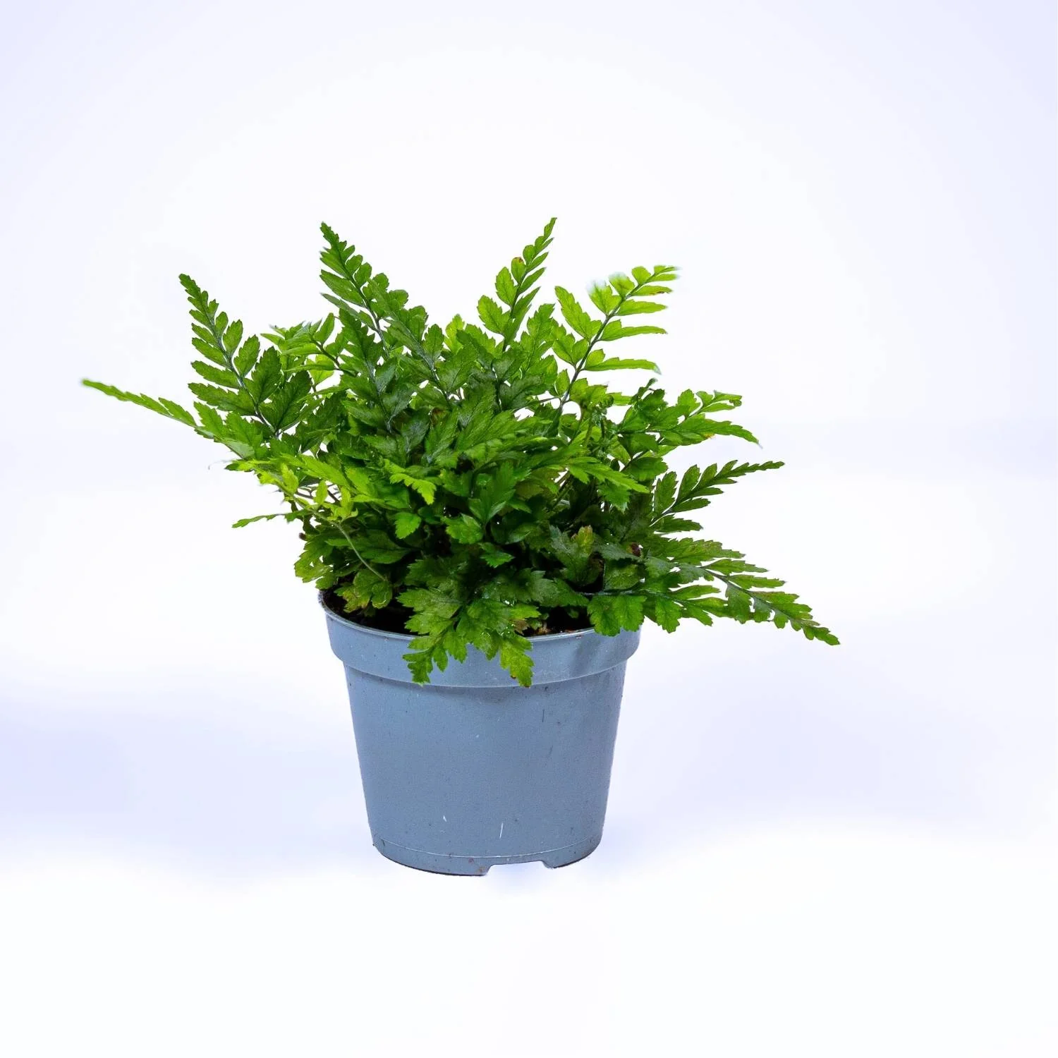 Polystichum tsus-simense (Korean Rock Fern) 6cm