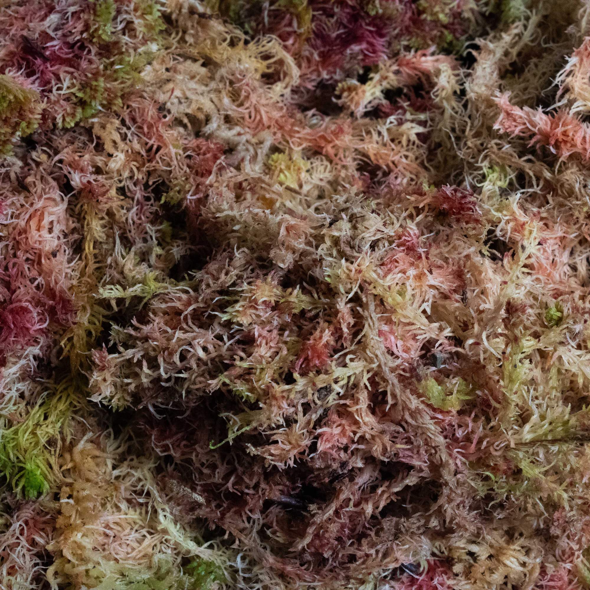 Sphagnum Moss