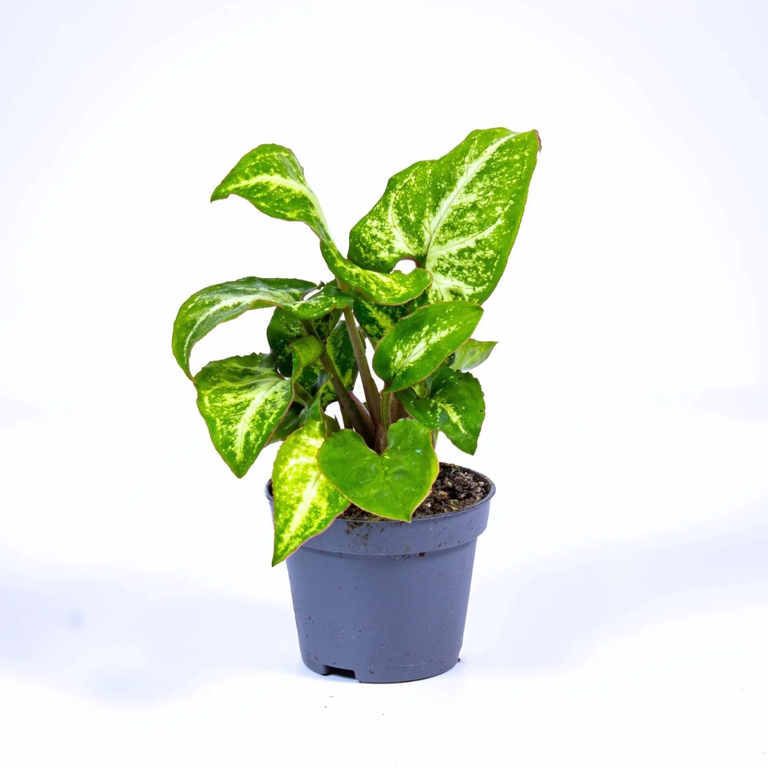 Syngonium pixie (Arrowhead plant) 6cm