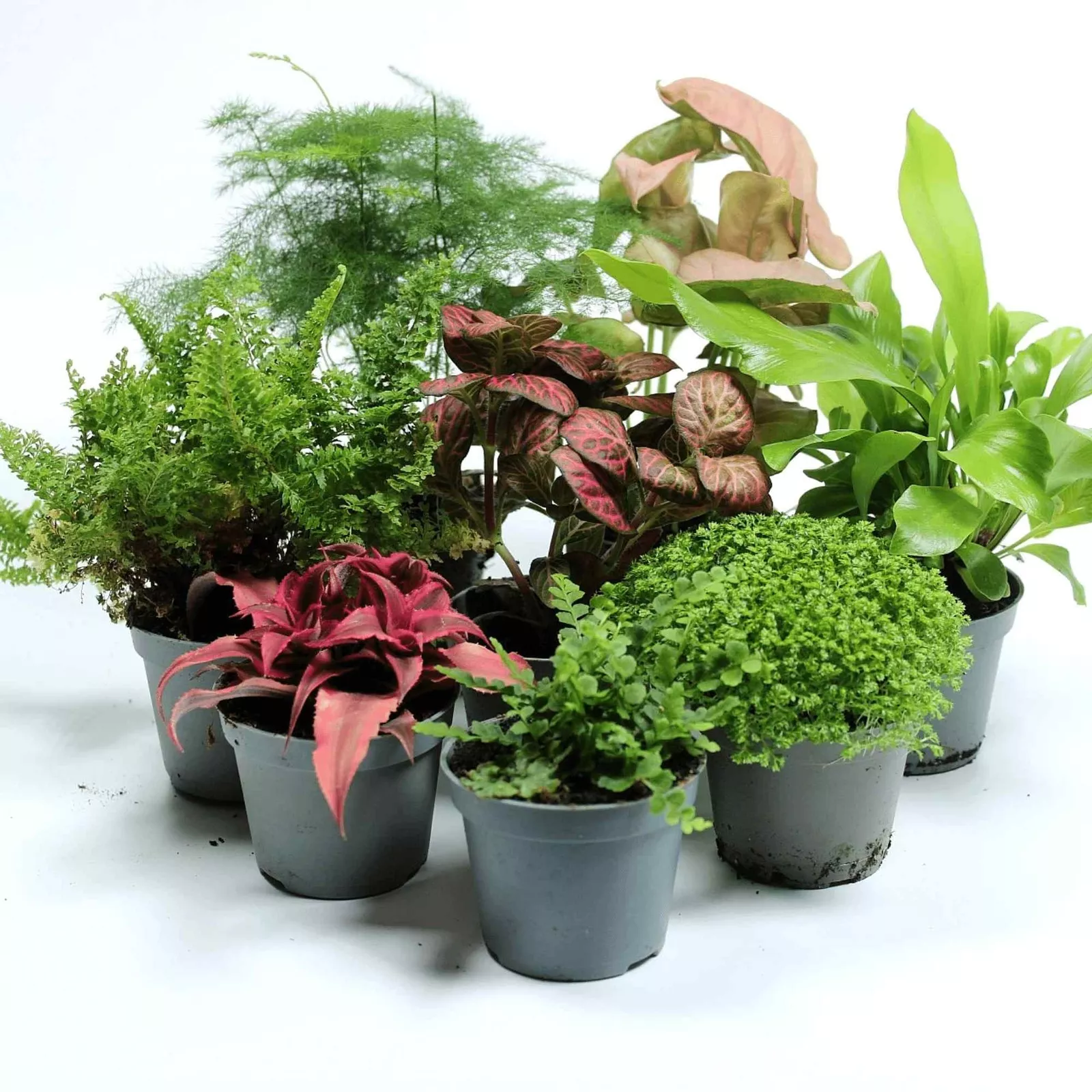 Tropical Terrarium 6cm Plant Mix: 3, 5 or 7 plants